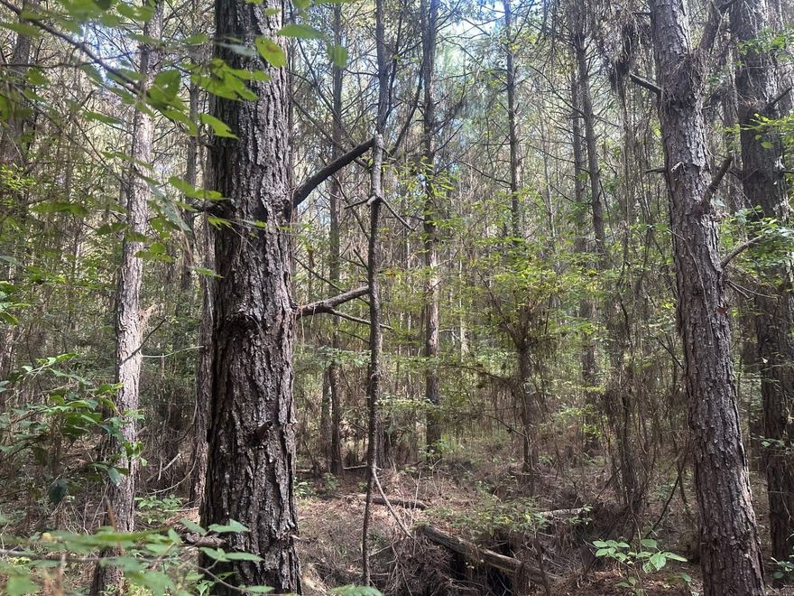 The Camp Creek 160 Tract (#03019-04025) is a ±160-acre tract of timberland located in western Union County about 12 miles west of El Dorado, AR, five miles southeast of Mount Holly and four miles southwest of the Lisbon community.  A woods road from Bethel Road runs southward to the north boundary.  Additionally, a woods road extends from the west off an improved gravel road.  The timber consists of three stands.  Along Camp Creek is a natural stand of hardwood timber that covers about 49 acres.  The west forty is a pine plantation that was established circa 1990 while the remaining acreage, about 73 acres, contains a loblolly pine plantation that was established in 2010.  According to the USDA NRCS web soil survey, the upland soils where the stand of pine timber are located consist primarily of various fine sandy loam soils while the bottomland acreage has primarily Guyton silt loam soil.  All soils on the property are reported to have a site index of 90 feet for loblolly pine at a base age of 50 years.  With abundant game such as deer and turkey, this may be the timberland investment you’ve been looking for!