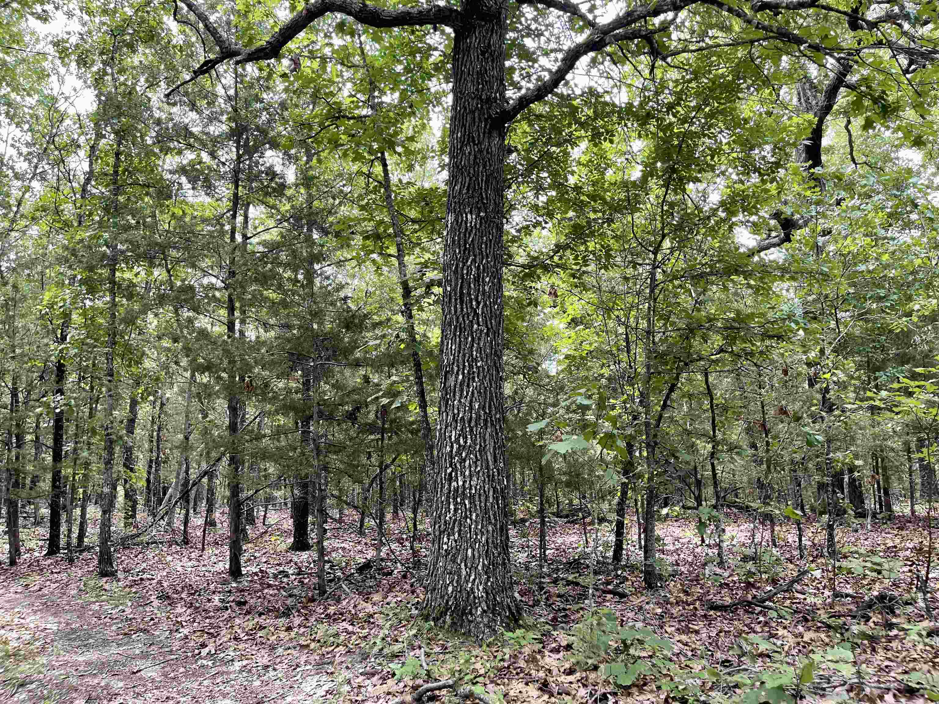 Metes & Bounds - Land