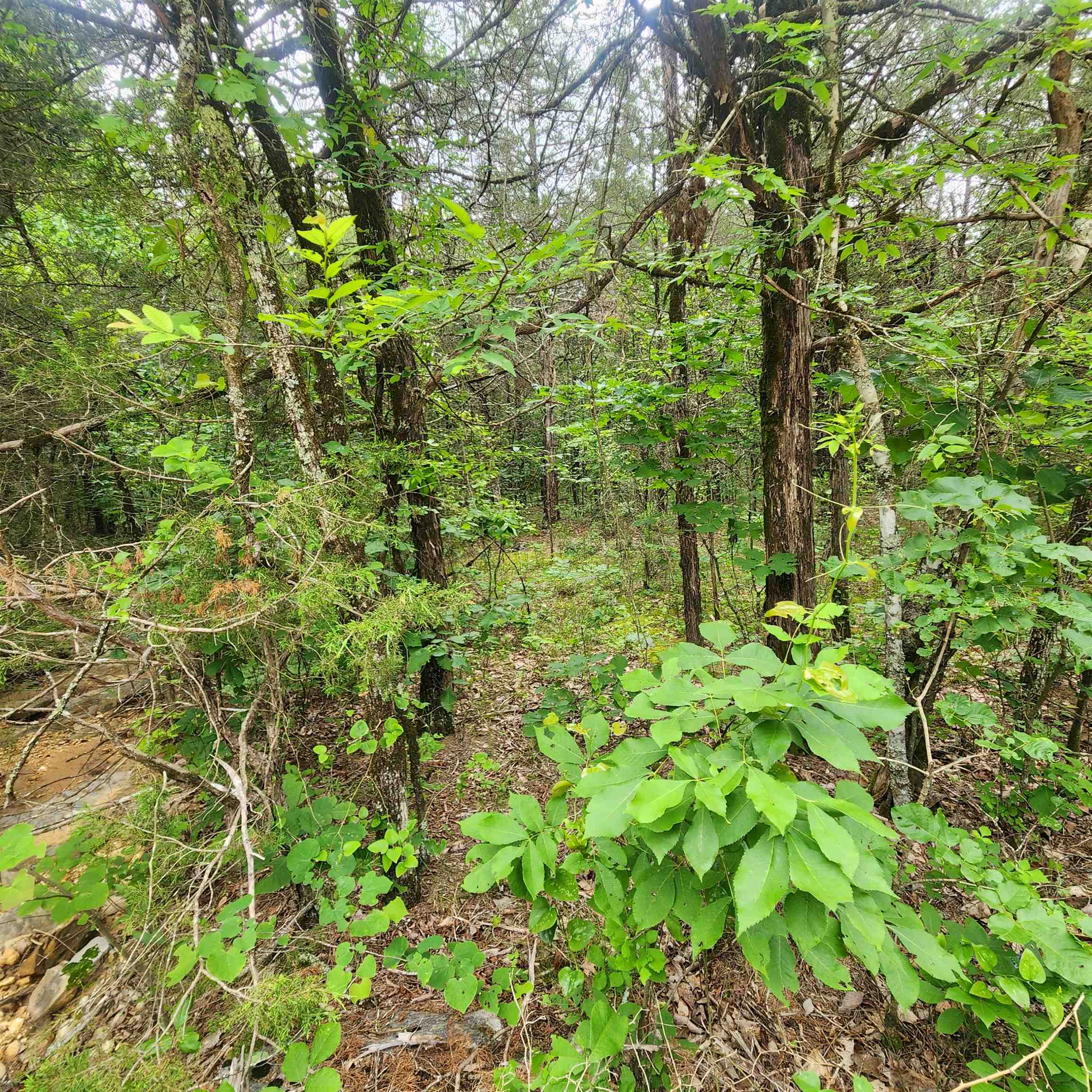 Metes & Bounds - Land