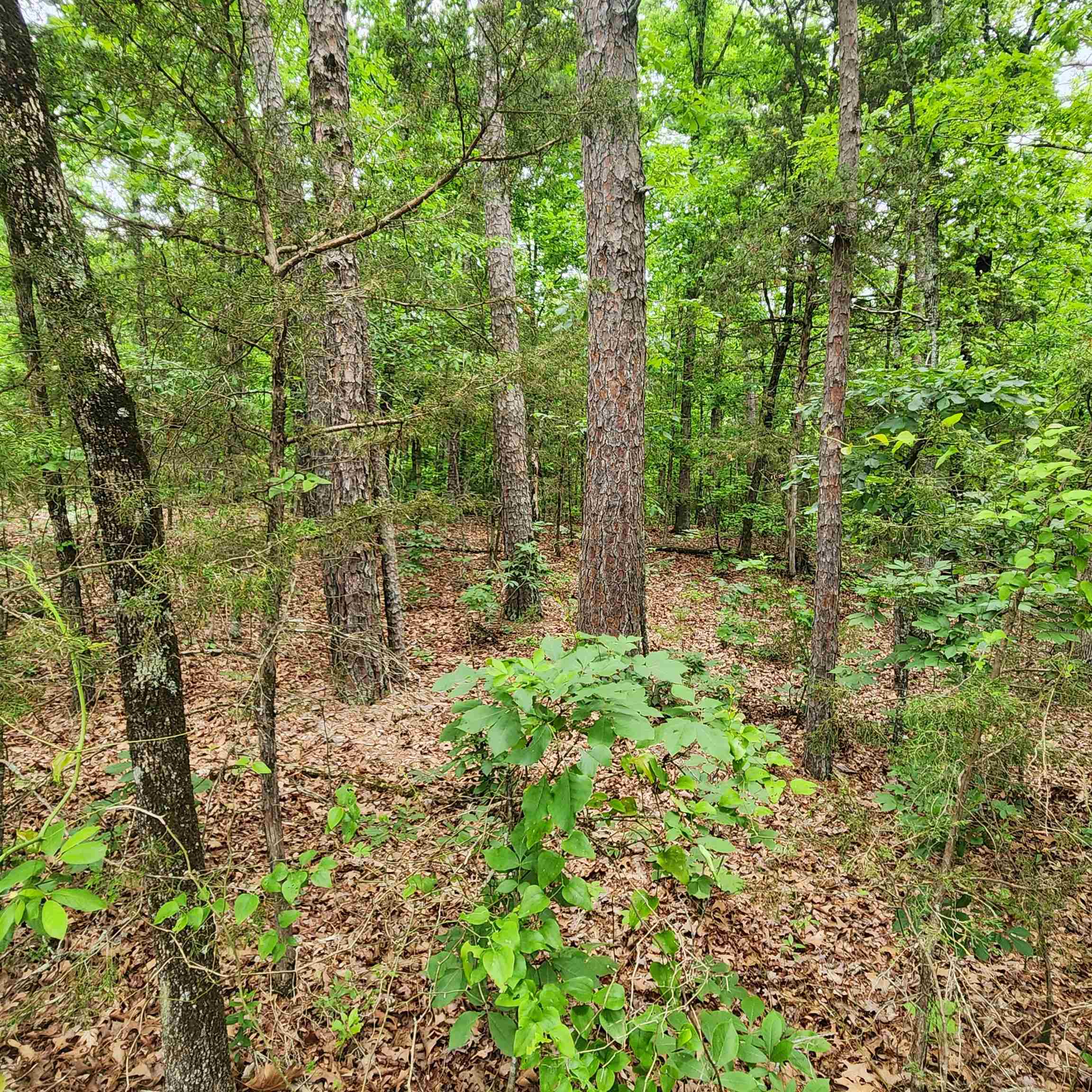 Metes & Bounds - Land