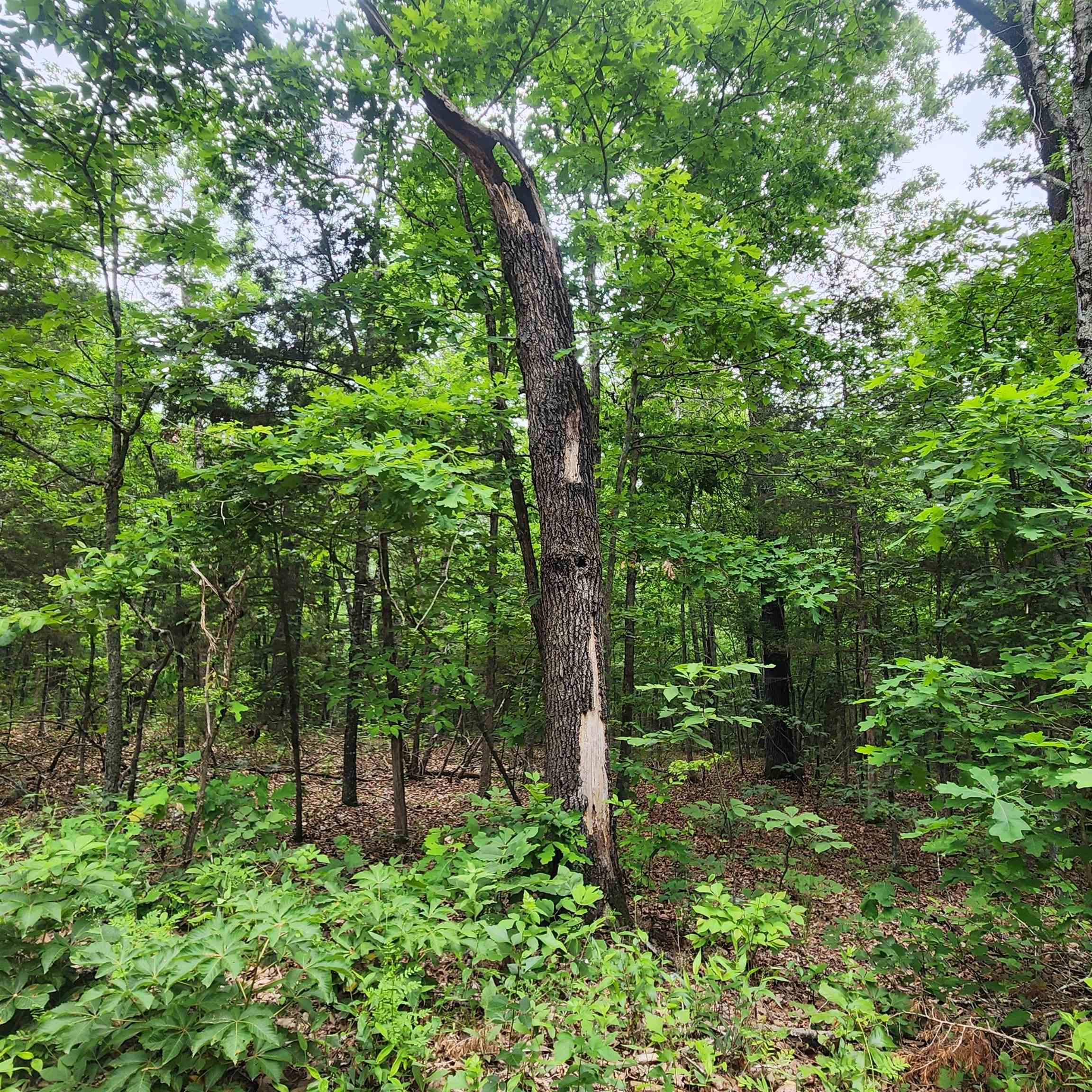 Metes & Bounds - Land