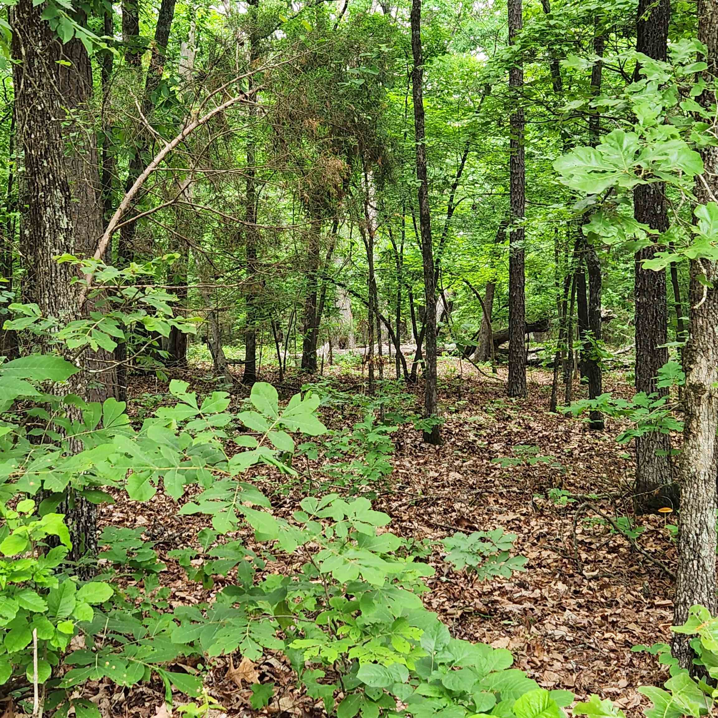 Metes & Bounds - Land