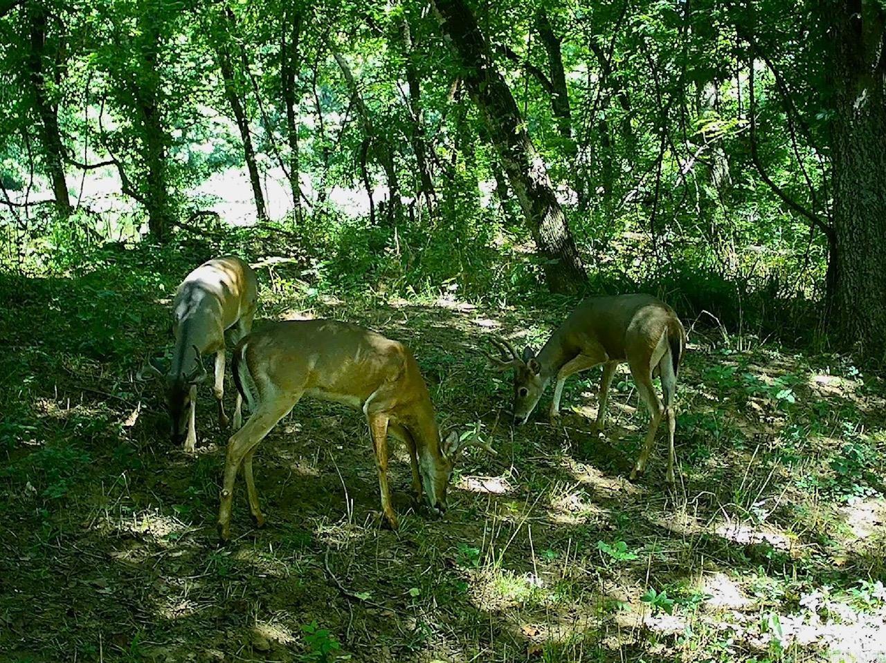 Metes & Bounds - Farm