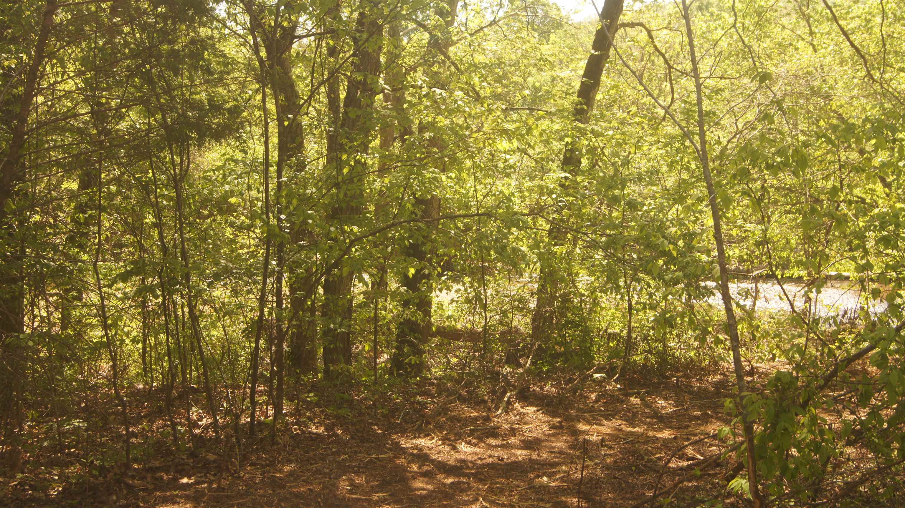 Escape to your own slice of the Ozarks! This secluded 5-acre wooded lot offers a peaceful retreat while remaining conveniently close to the highway. Enjoy the tranquility of this unimproved land, complete with Martin Creek frontage, providing access to the creek's gentle waters. Build your dream home in this picturesque setting. The property boasts some stunning views, making it an ideal location to create your own private oasis. Whether you envision a cozy cabin nestled among the trees or a spacious farmhouse overlooking the creek, this land offers endless possibilities for creating the perfect rural getaway. Estimated creek frontage is 300'.