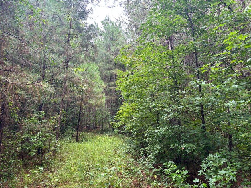 The ‘Highway 278 West Tract’ (#03019-03951) is a ±13.75-acre tract located just west of Camden.  Access is very good with US highway #278 providing excellent access and frontage.  Utilities are available along the highway.  A home site exist just off the highway.  Surrounding the home site is approximately four acres of 30-year-old pine.  There are approximately eight more acreage that have a mixture of young pine and hardwood that is approximately 20 years old.  The property would make a great home site or farmstead with easy access to town!
