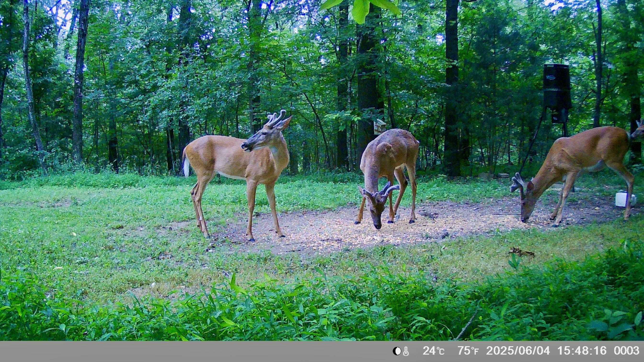 White Horse Mountain - Residential