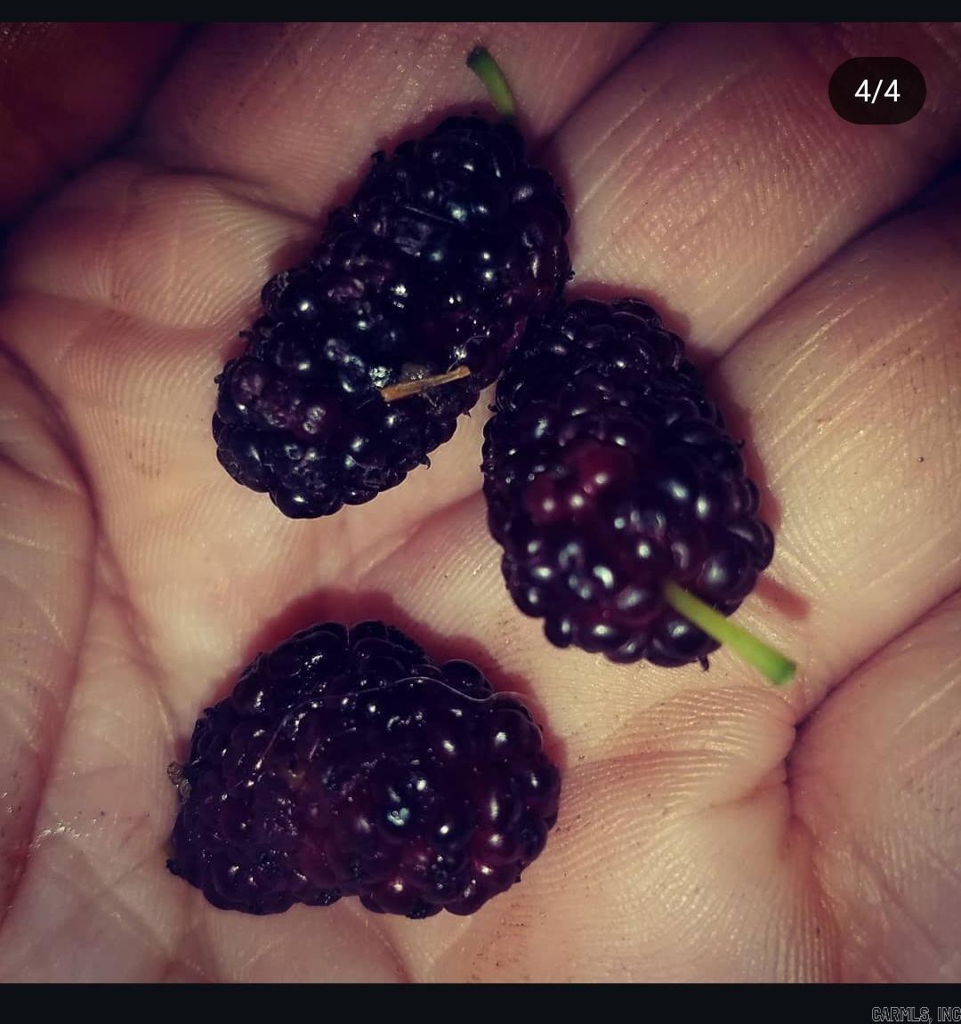 Halls Second - Residential