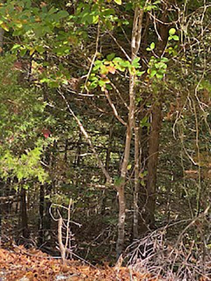 Located on the bluff of the South Fork River at one of the highest points this property offers a beautiful view of the North Golf Course and the South Fork River. Just at an acre of land offers a beautiful build site, with the opportunity to purchase 2 lots on the other side. Surrounded by nature and beauty. Utilities in the area. Call for your showing today!
