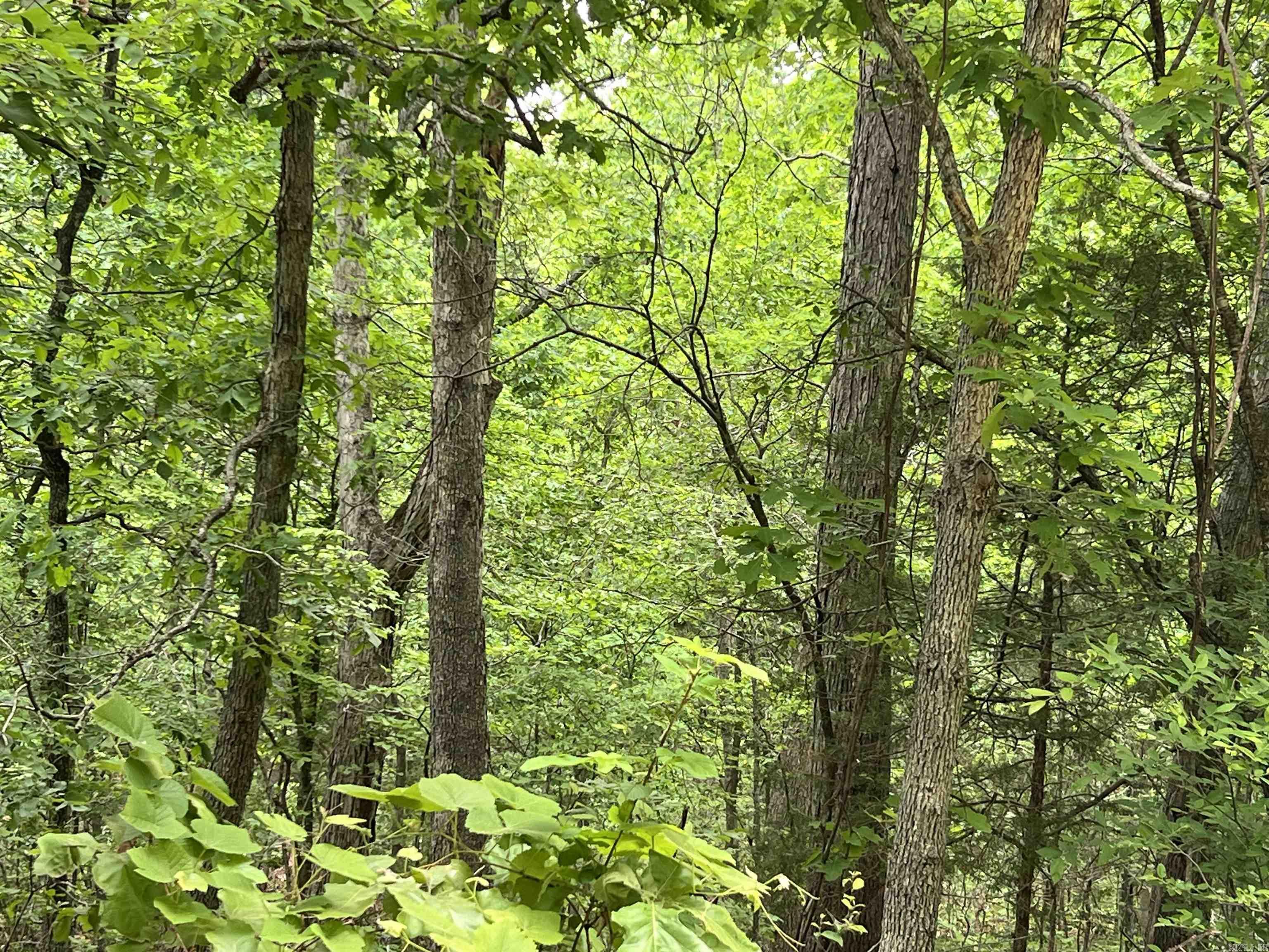 MAMMOTH SPRING ACRES - Land