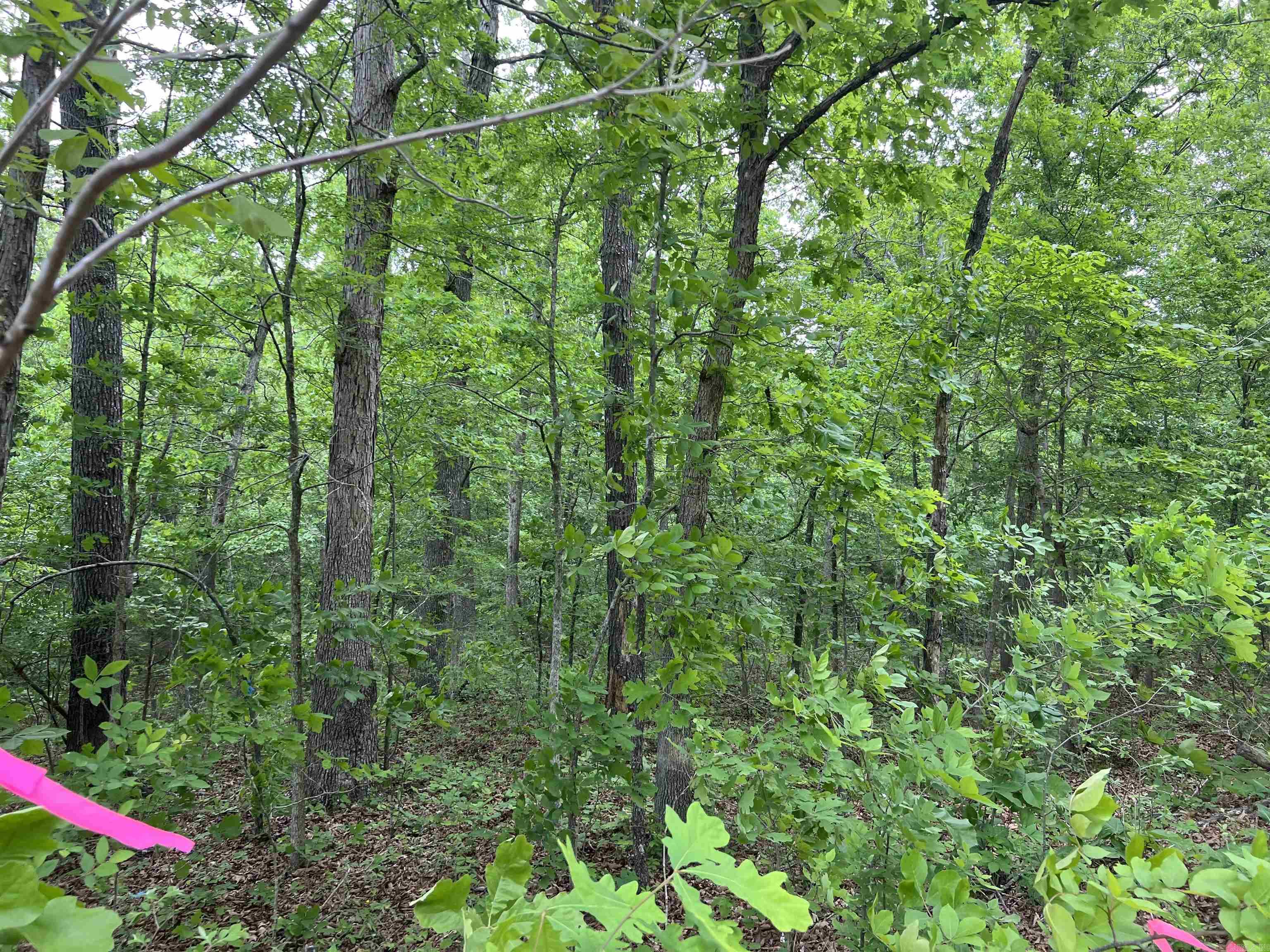 MAMMOTH SPRING ACRES - Land