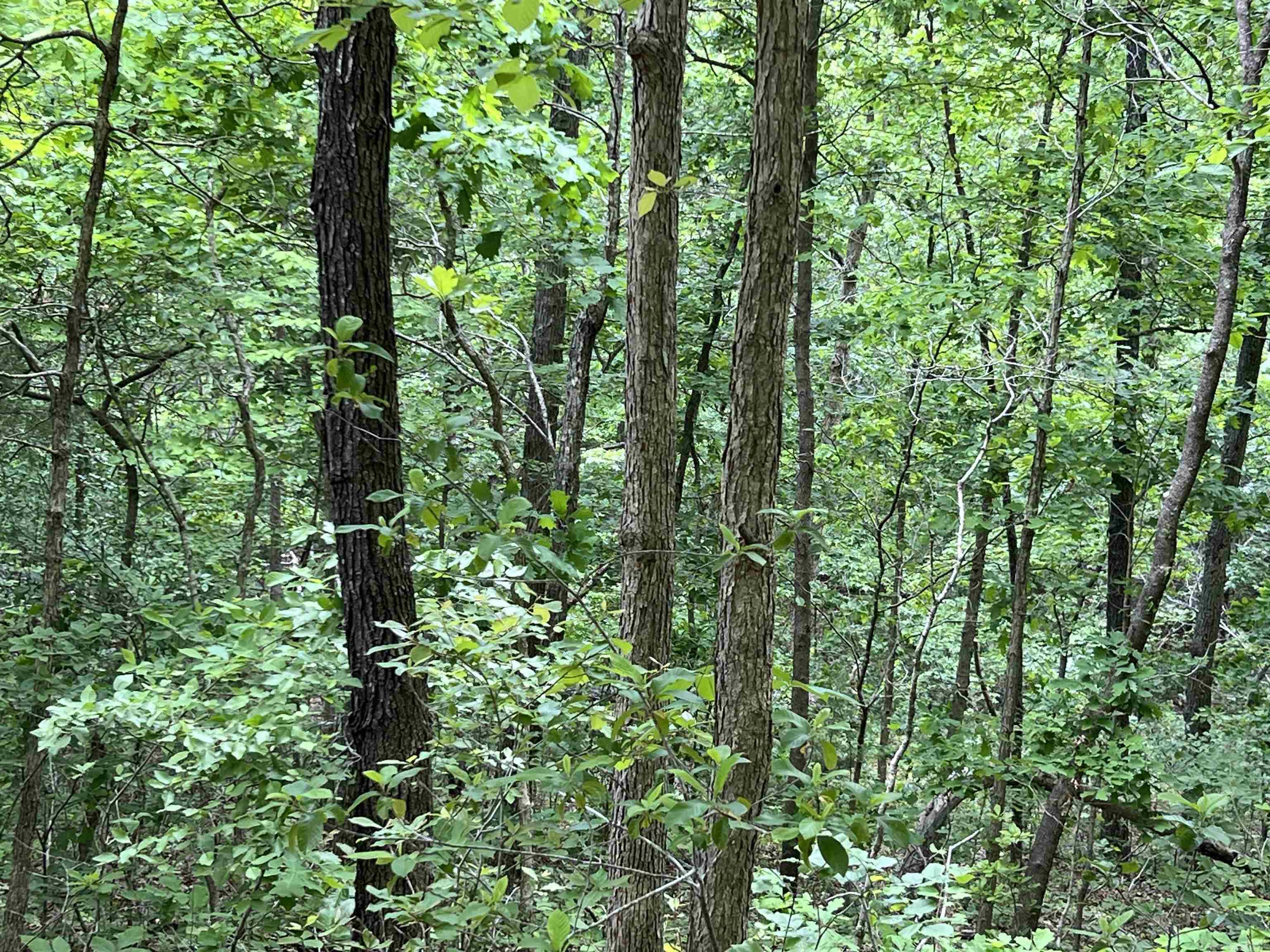 MAMMOTH SPRING ACRES - Land