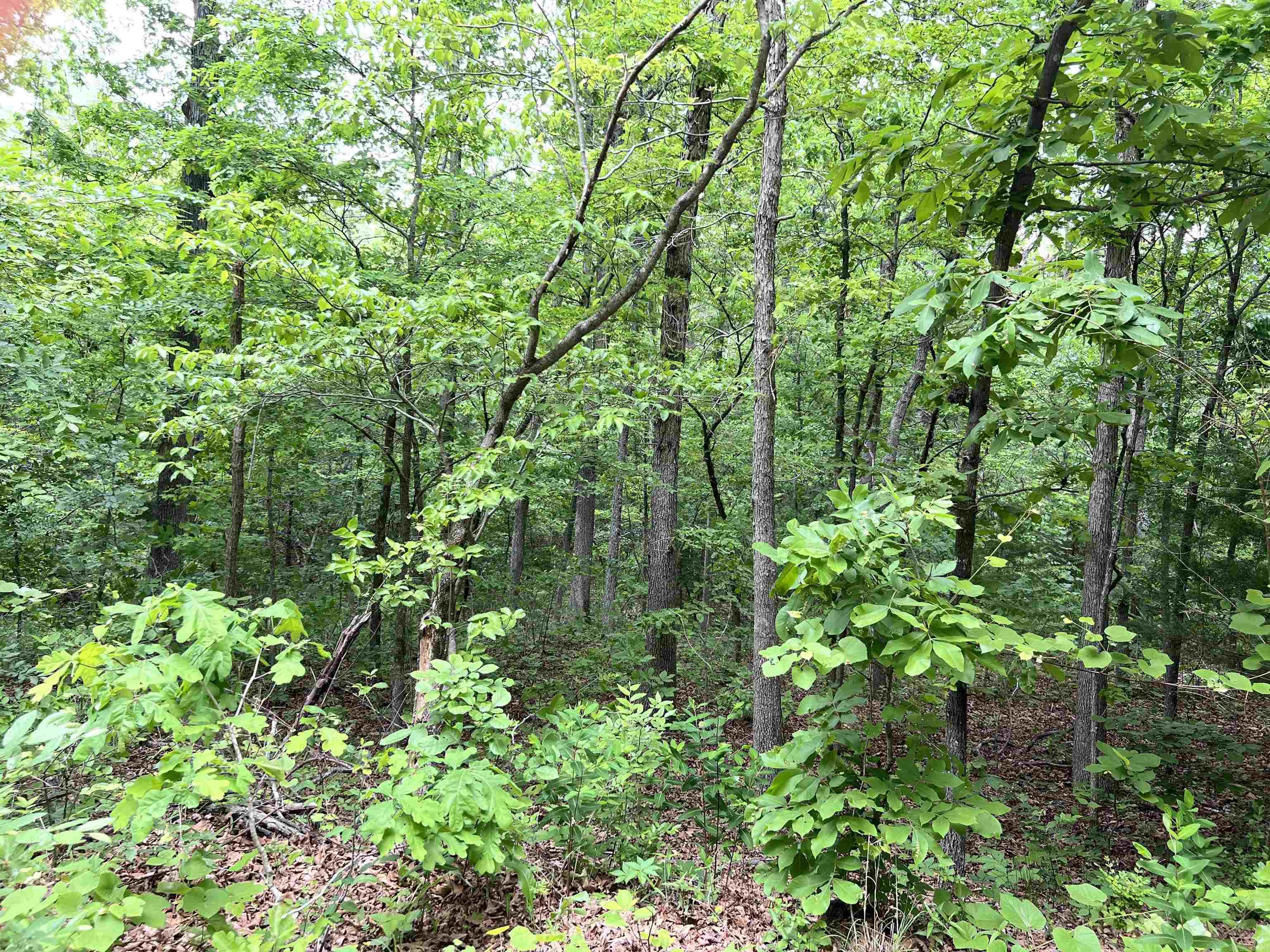 MAMMOTH SPRING ACRES - Land