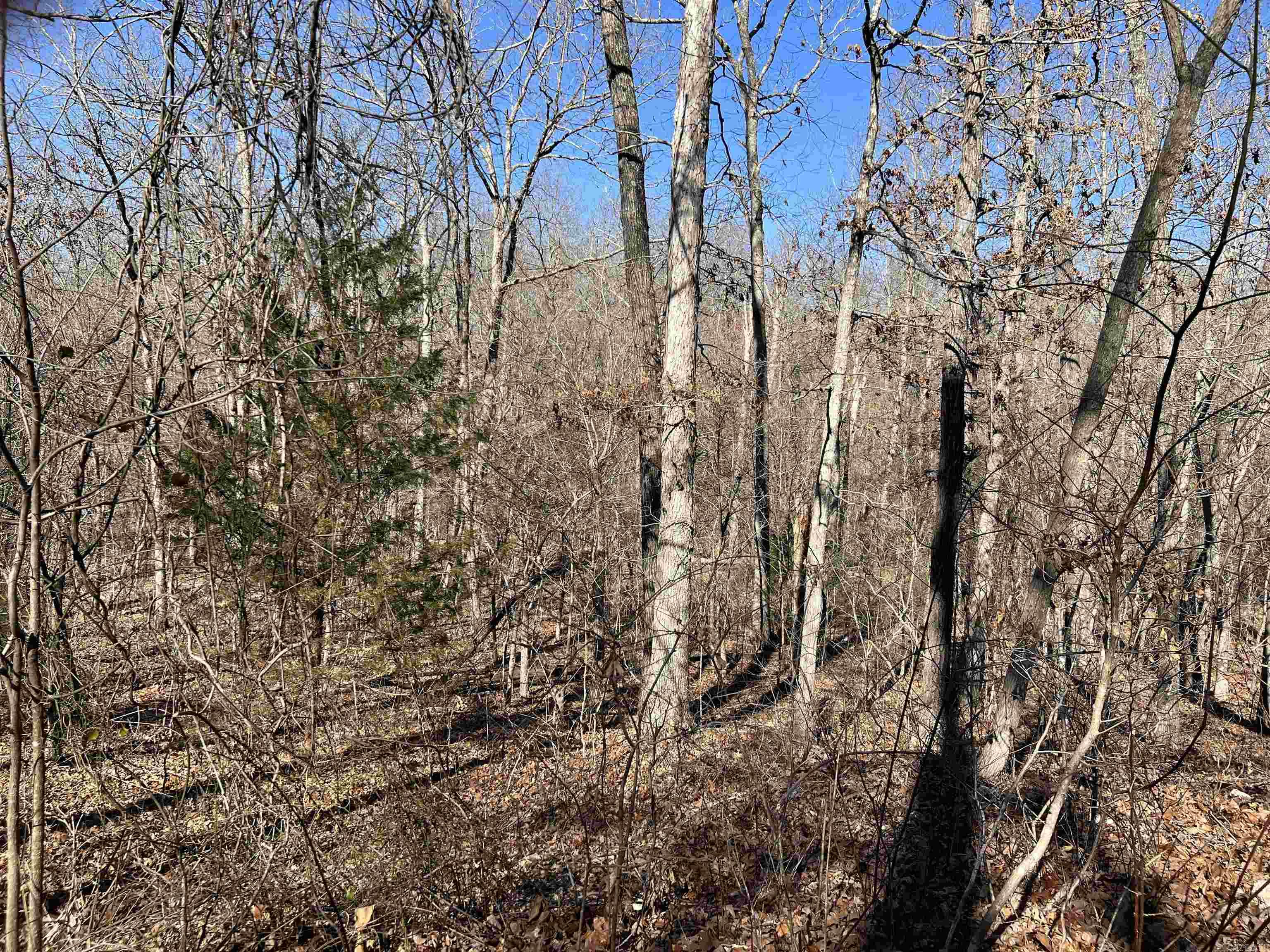 MAMMOTH SPRING ACRES - Land