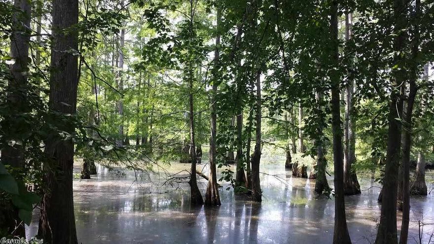 AN 8.25 AC CYPRESS FILLED OXBOW LAKE. (66 AC POSSIBLE DEVELOPMENT) 445 ac TTL with est. 1.75 mi frontage of Cadron Creek.  Former 96 ac row crop(CRP cutover 2013), former pasture 88 ac and woods 195.9.  Food plots and shooting lanes. All needs clean up. Farm, Raise Cattle, Fish, Deer, Duck hunt, all within a few min of Conway,AR. 2 access Rds. Let me help you get to the Country!