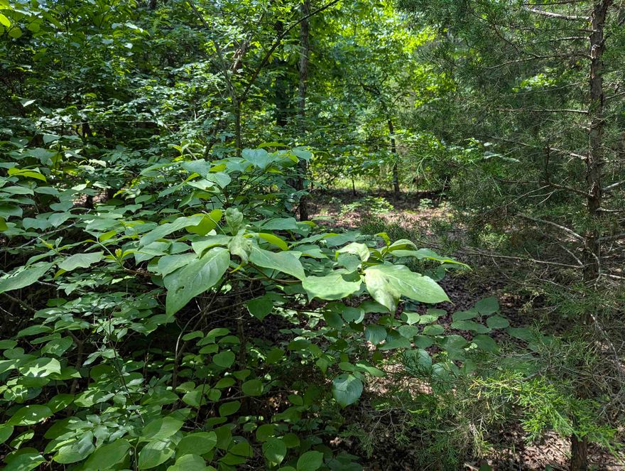 This 18.99-acre tract in Fulton County, Arkansas, offers a rare opportunity for those seeking an off-grid, secluded retreat in the country. With no restrictions and entirely wooded, the surveyed property boasts excellent hunting opportunities, making it an ideal haven for outdoor enthusiasts. Its North Central Arkansas location further enhances its appeal, providing a private escape, yet close to several amenities including Lake Norfork, Spring River, White River and Strawberry River.