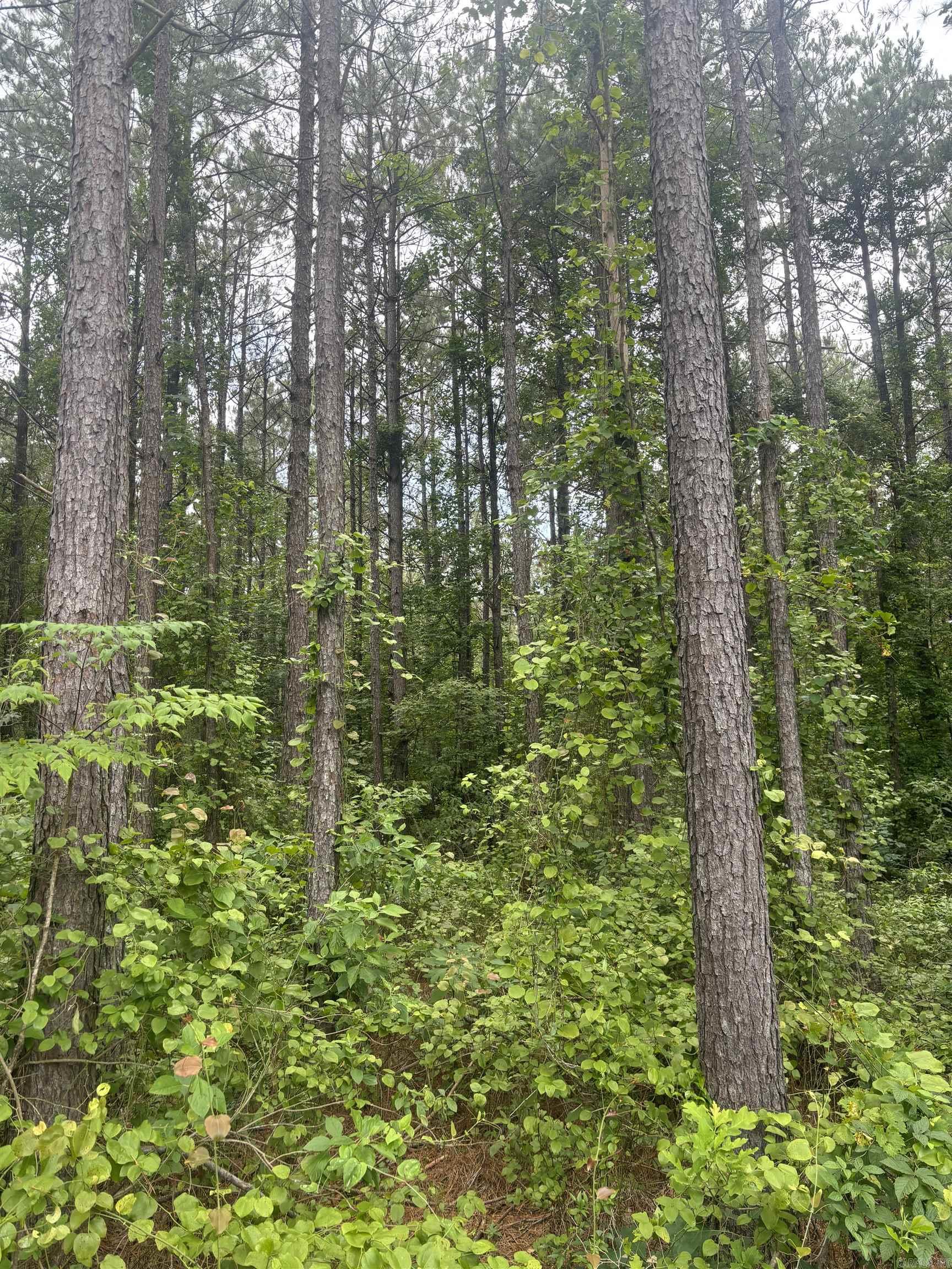 2.00 wooded acres