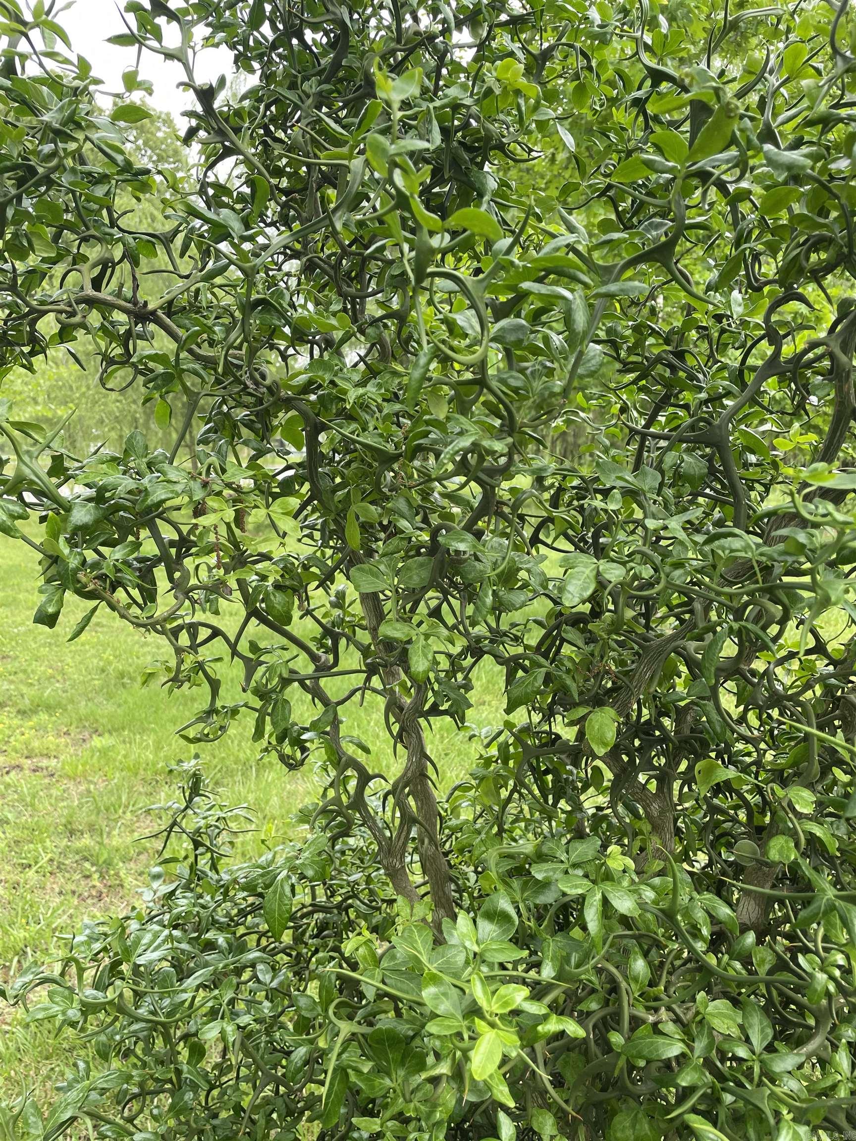 LETONA ORIGINAL - Residential