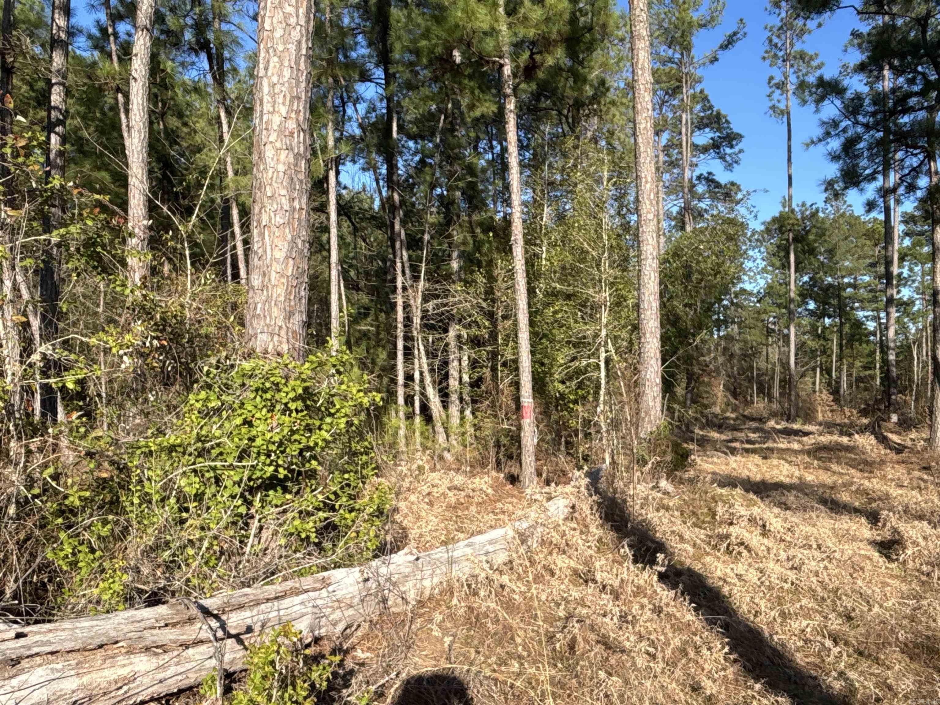 Sparkman Original - Land