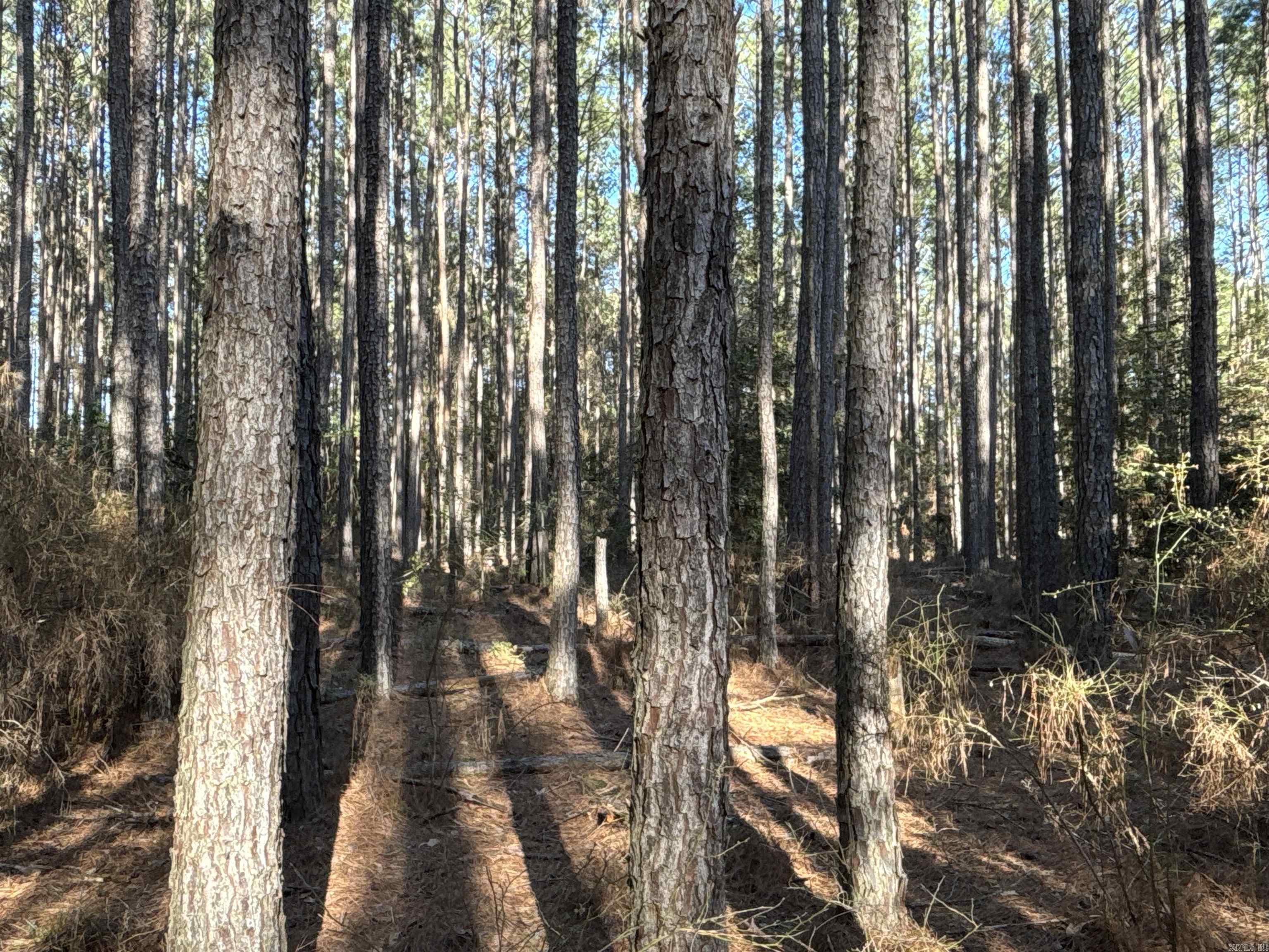 The ‘County Line 7’ (#03019-04042) is a ±7-acre tract located in the western part of Dallas County near the Clark County line. A 40+ year-old pine plantation covers this entire tract. Looking for a smaller timber investment with great revenue potential? Look no further because this is it! Contact the Neeley Team with United Country – Neeley Forestry Service, Inc. at 870-836-5981 and ask about the County Line 7 or check this property out online at UCNeeleyForestry.com! Looking for just a bit more acreage?...then check out the nearby ‘County Line 20 Tract’ (#03019-04043) and buy together! This offering does not include mineral interests.
