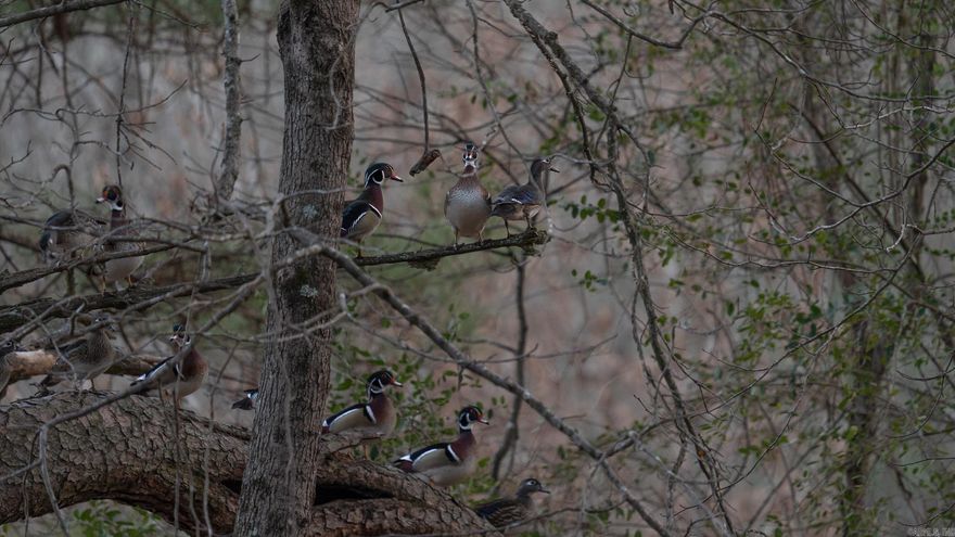 This 1,240-acre property in Miller County, Arkansas, offers a diverse landscape of timber, sloughs, and open ground that supports a wide range of wildlife and outdoor recreation opportunities. Located in southwestern Arkansas near the Louisiana and Texas borders, this tract combines high-quality hunting habitat with developed infrastructure suitable for family retreats, hunting operations, or group ownership. Access to the property is provided by established gravel roads leading into a network of interior trails that allow vehicles and ATVs to reach multiple hunting zones, sloughs, and fishing ponds. The terrain is relatively level to gently rolling, with scattered oak flats, pine stands, and low-lying hardwood bottoms. Several established sloughs and ponds attract seasonal waterfowl and provide ideal conditions for duck hunting and fishing. The blue lake offers some top-notch fishing opportunities, as well as many of the other ponds and water features on the property. All these water holes, sloughs, and creeks make the property an incredible duck hunting destination, especially considering its proximity to Mercer Bayou and Sulphur River.