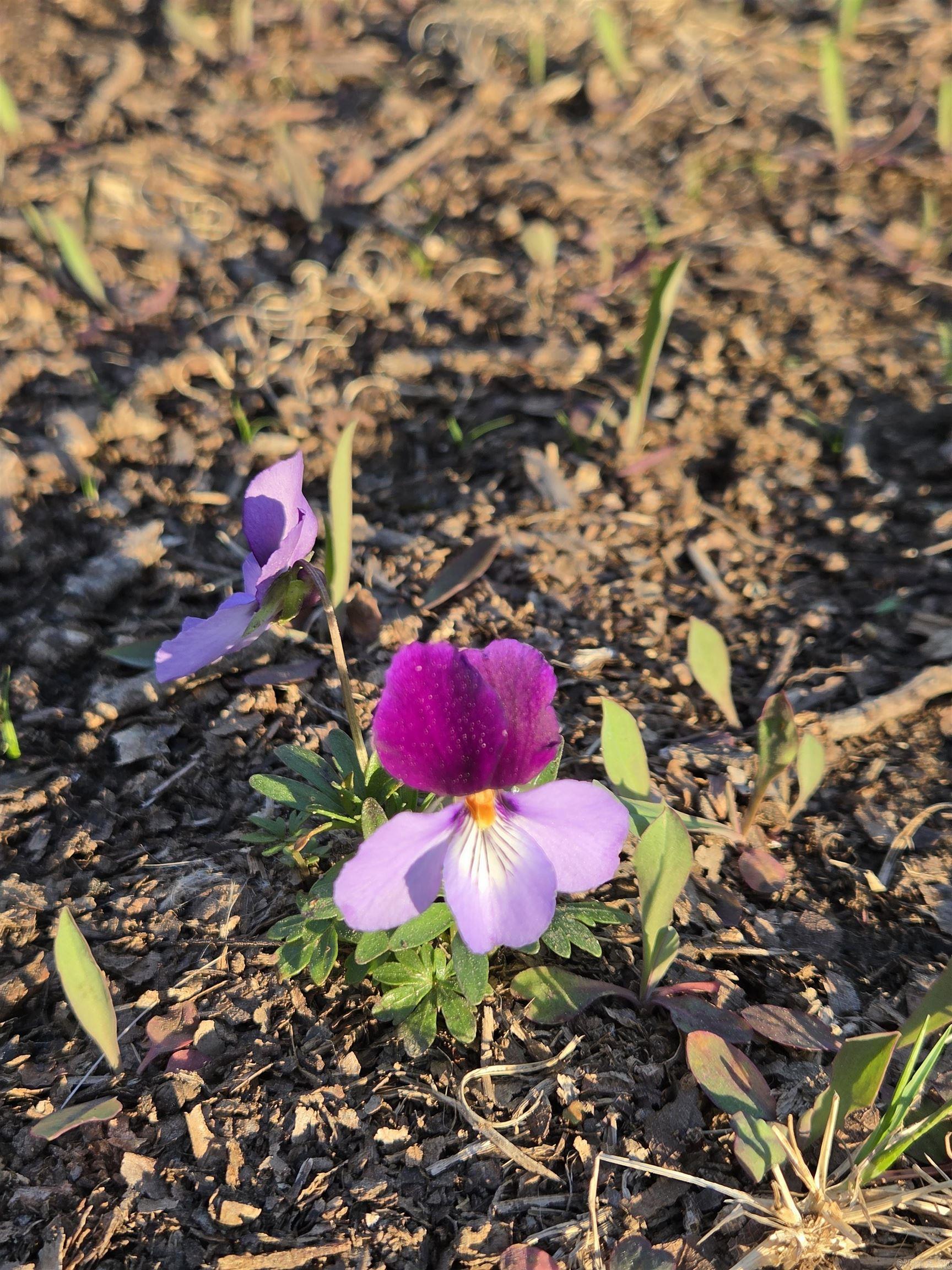 Metes & Bounds - Farm