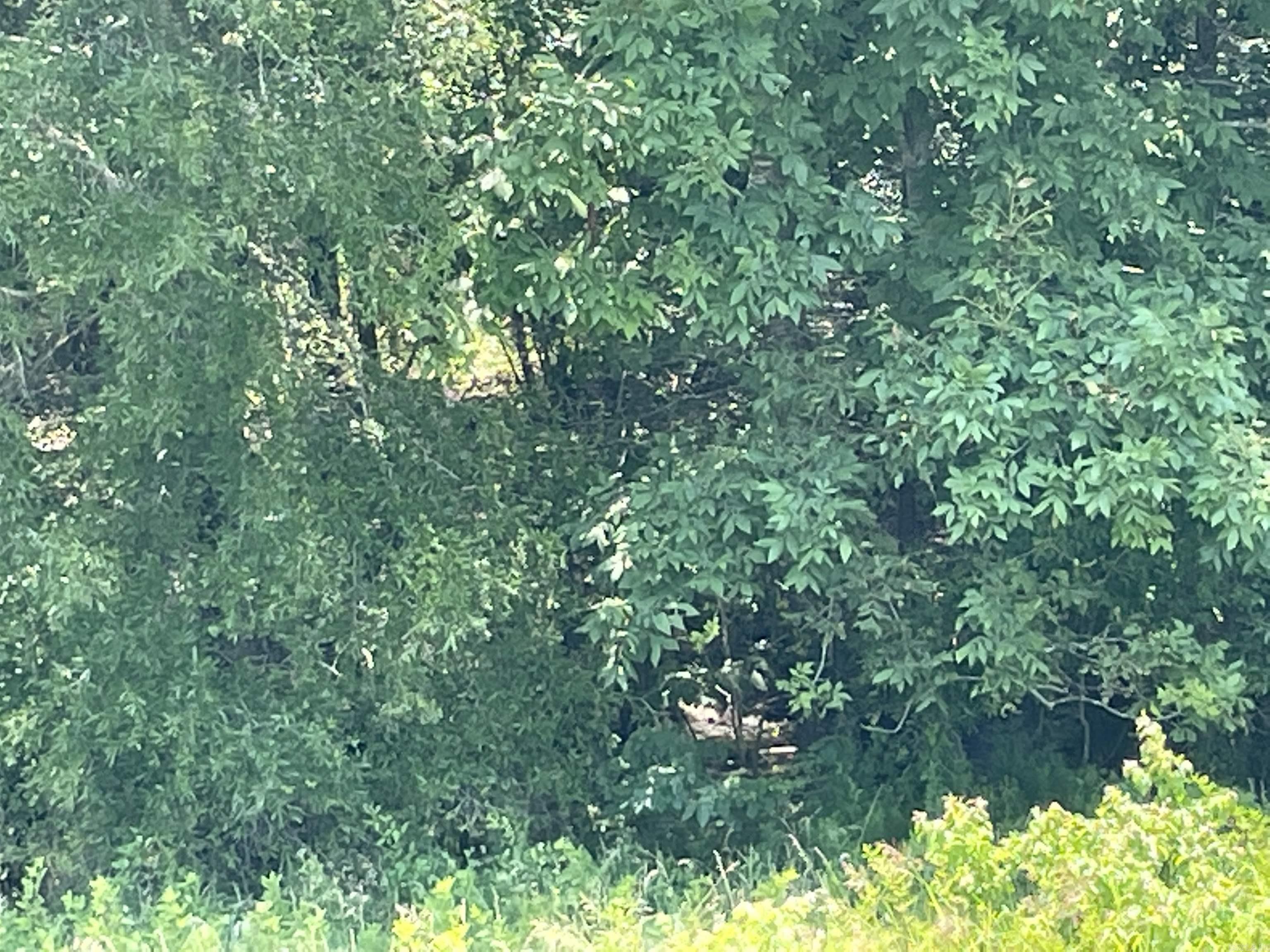 Beautiful lot with a creek, trees, some over growth that can left to grow for privacy or mow for more open areas. Great place to build or to put a mobile home Look for the signs. Corners are marked with steel posts with while PVC pipe on them