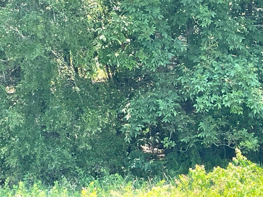 Beautiful lot with a creek, trees, some over growth that can left to grow for privacy or mow for more open areas. Great place to build or to put a mobile home  Look for the signs. Corners are marked with steel posts with while PVC pipe on them