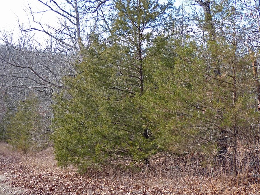 Cherokee Village - Land