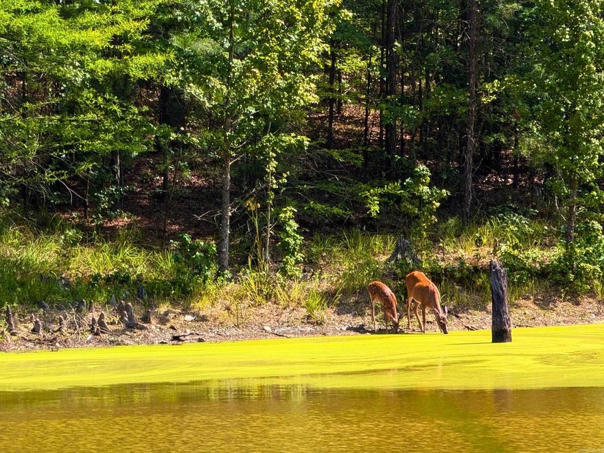 14.53 Acres! Beautiful! Multiple Buildable Homesites! Private! Serene! UNRESTRICTED!! 10 MINUTES FROM LAKE OUACHITA LAUNCH RAMP AT NORTHSHORES!! Jessieville School District! Large Pond! Wildlife Galore!  Utilities at road!