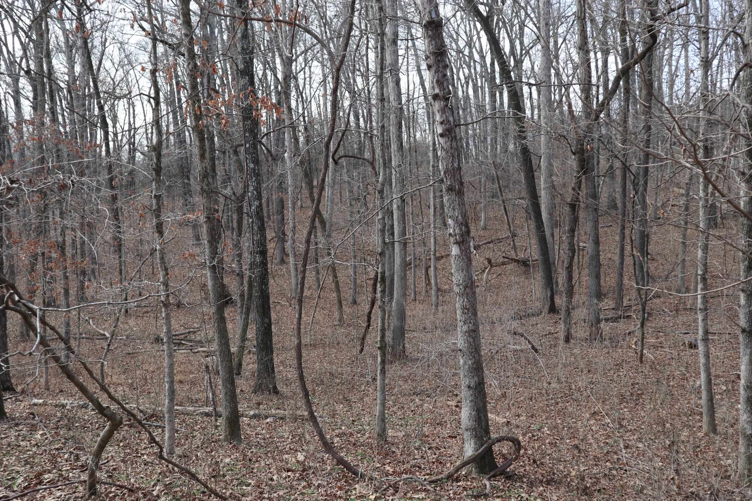 BLACKJACK BEND - Land