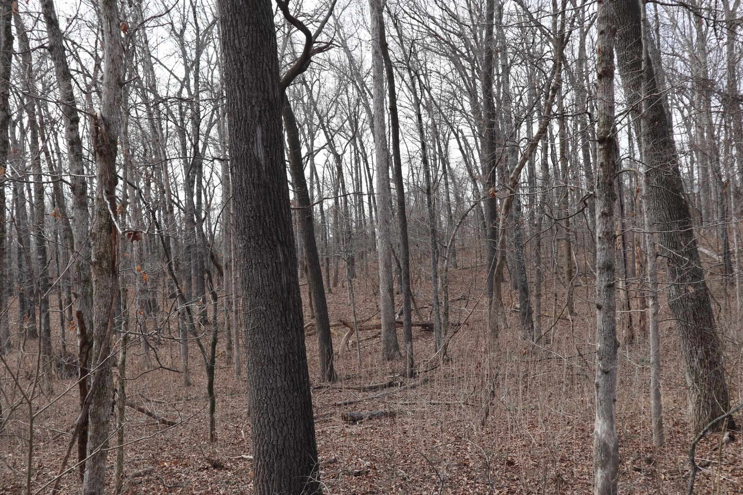 BLACKJACK BEND - Land