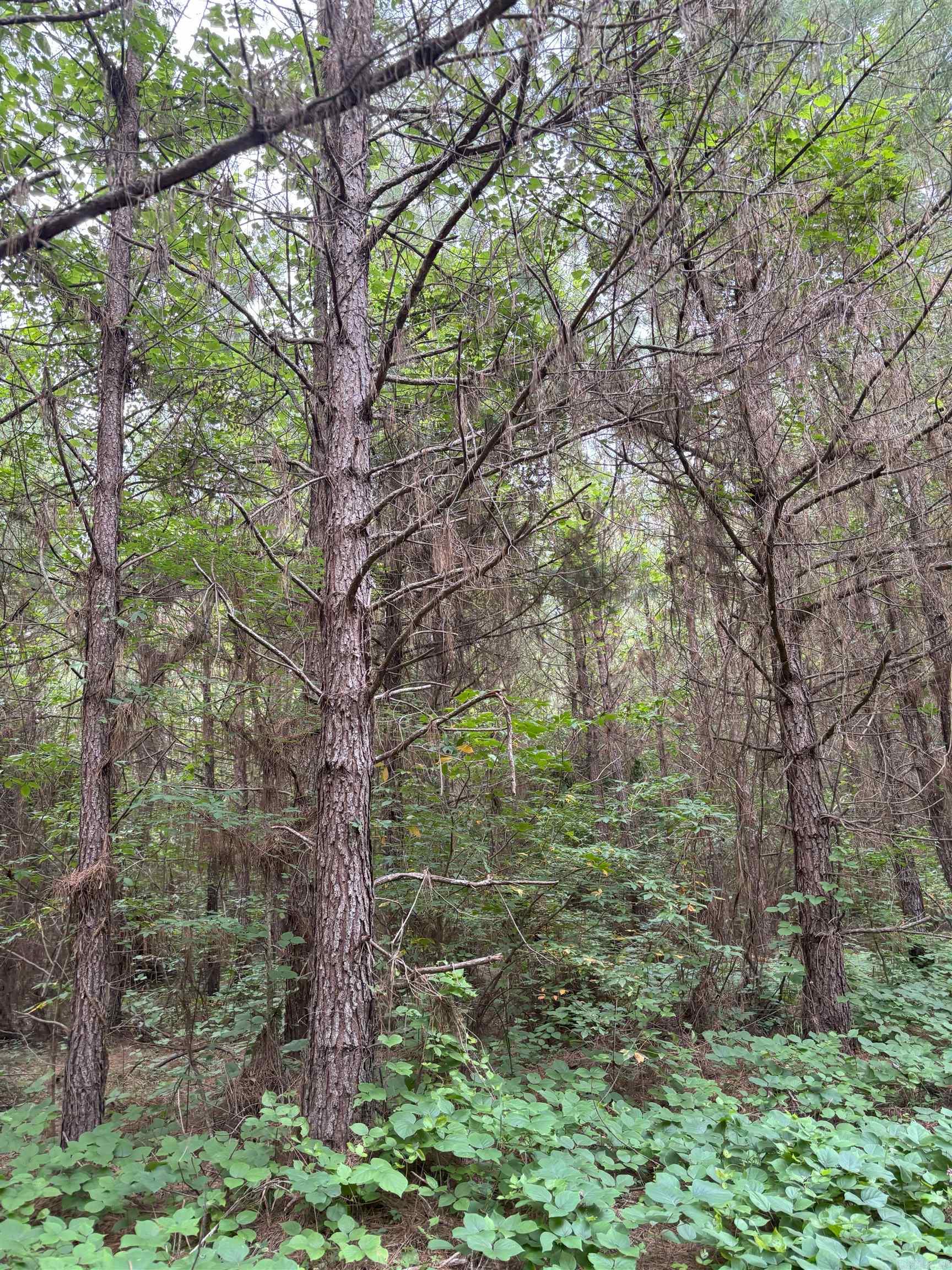 Metes & Bounds - Land