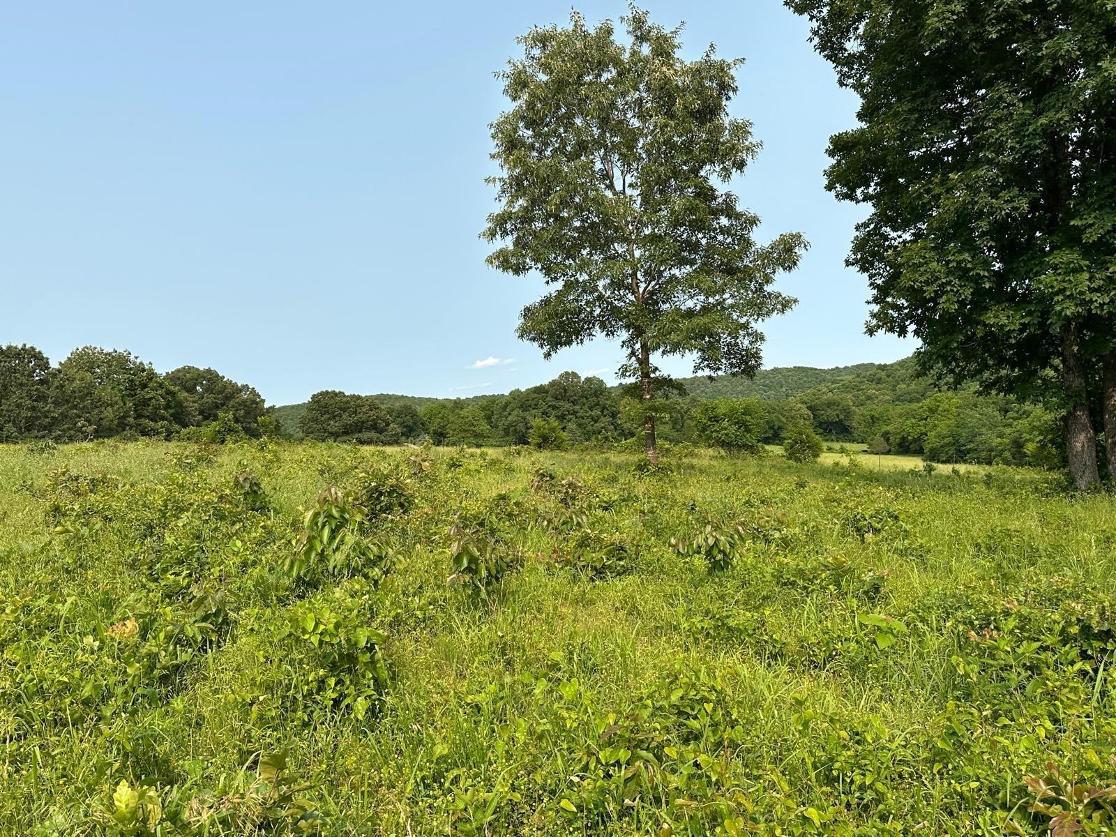 Calling all ranchers, horse lovers, and wide-open-space dreamersāthis is the land youāve been waiting for. Located down a quiet gravel county road in Marion County, this stunning 80 AC M/L parcel offers rolling pastures, year-round creeks, and views that stretch for miles. Whether you're looking to run cattle, train horses, or build your forever home, this land is ready. The natural lay of the land provides excellent grazing, with plenty of water and shade for livestock. And with multiple potential home sites, you can create the country life youāve always wantedāwhether that means a working farm, a peaceful retreat, or a little of both.