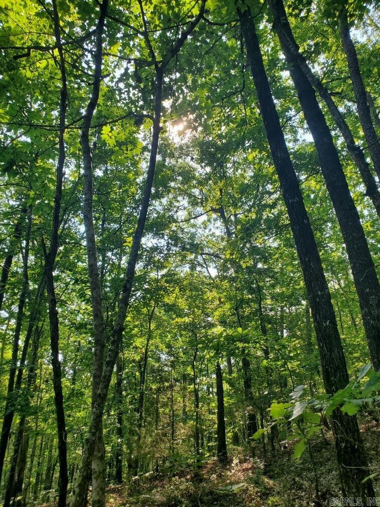 RARE MOUNTAIN PROPERTY bordering the OUACHITA NATIONAL FOREST. This unique parcel offers unmatched access to the outdoors, directly bordering thousands of acres of National Forest for endless hiking, hunting and recreation. From your doorstep, you can ride your ATC straight to Wolf Pen Gap, one of the region's most popular trail systems. Conveniently located right off Highway 8 East and less thasn 5 minutes from Big Fork Mall, you'll enjoy both privacy and accessibility. A graveled road is already laid out up the mountain, providing easy access to stunning building sites with breathtaking views. A deep ravine may provide an area for a large pond or lake. Electricity is on the property, making your dream home or getaway cabin one step closer to reality. Owner financing possible.
