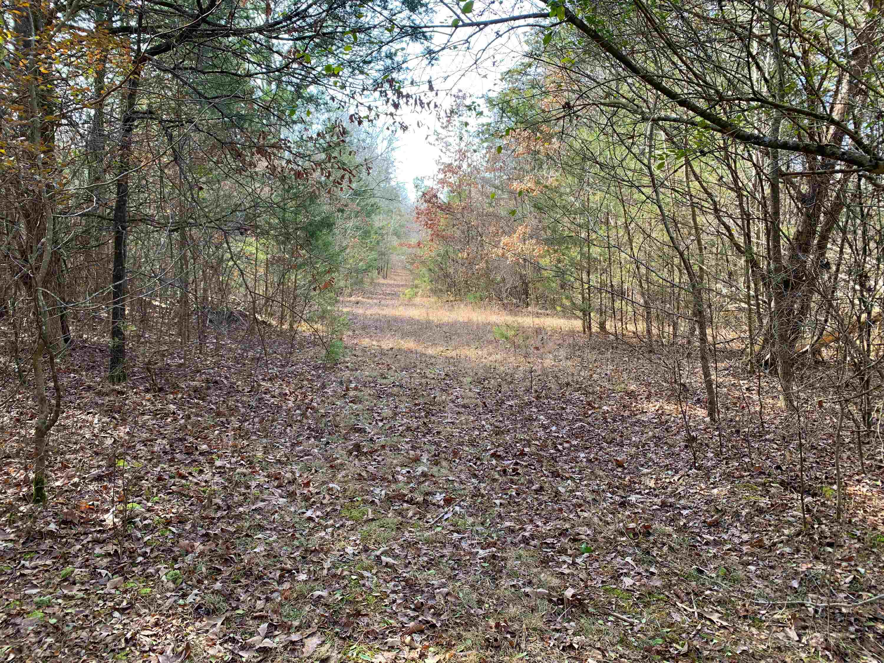 Peaceful tract of woods bordered entirely on the western side by Mill Creek. Just 1/2 mile from downtown Quitman - one of the only larger wooded tracts left this close to Quitman. Abundant wildlife and towering trees make this a truly special place. Excellent location to build your dream home or cabin. First Electric power line and Quitman City water run down Buckeye Lane. Plenty of elbow room between neighboring properties and less than 15-minute drive to boating and fishing at Greers Ferry Lake. Can be purchased with adjoining acreage if available.