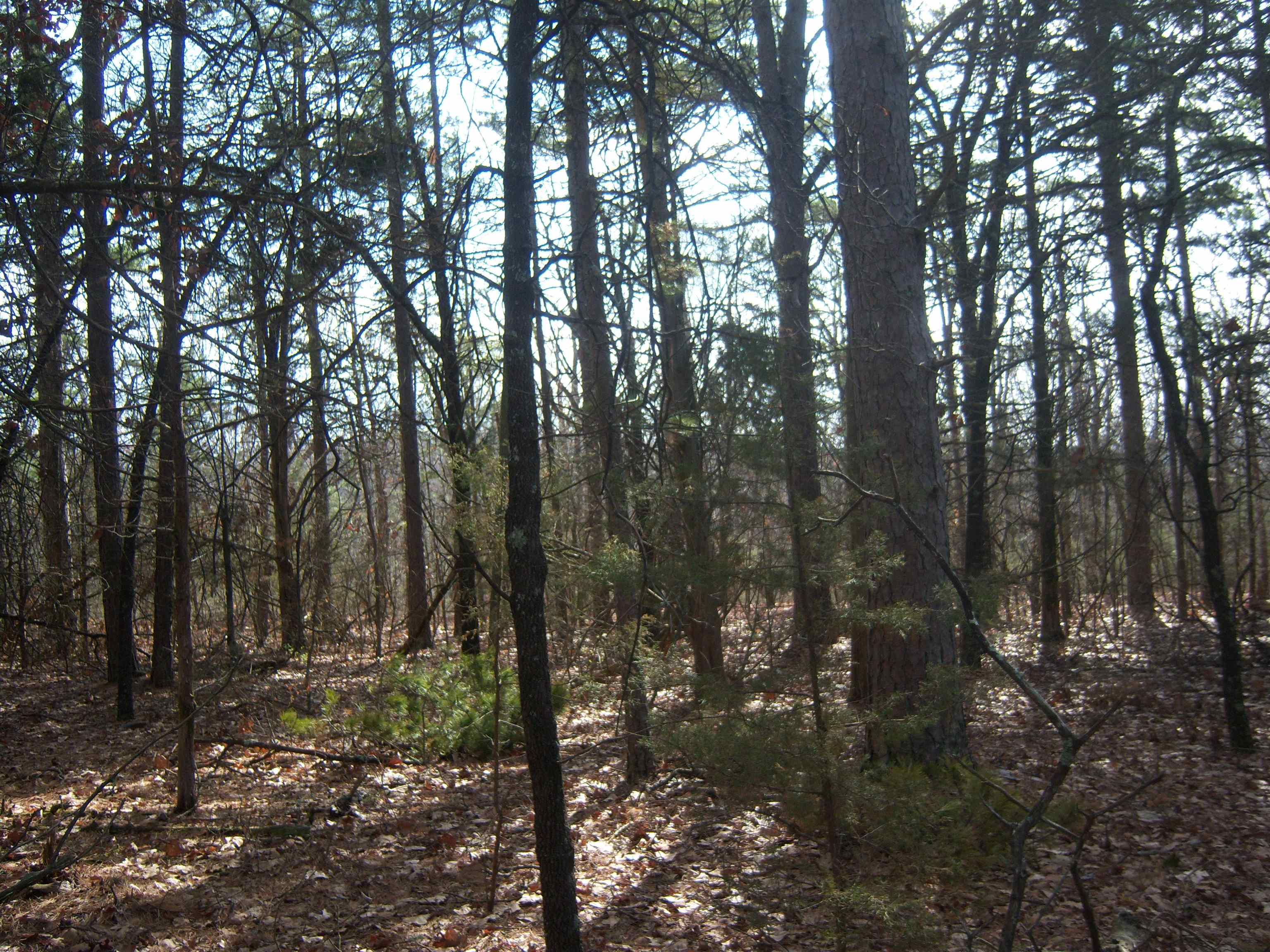 02263 If you are looking for the place to build your next home look no longer. There are two five acre parcels that has everything you need for the perfect building spot and located only minutes from town. There is a gentle slope up to the back of the property then it levels off for a nice building spot. There is a good number of 16-20" DBH pine trees along the back of the property that you cut and have your own lumber cut to build your home. There is also a good amount of native stone that you could accent your house with. There is power and water along the road in front of the property. Don't let this nice property get by you. $32500