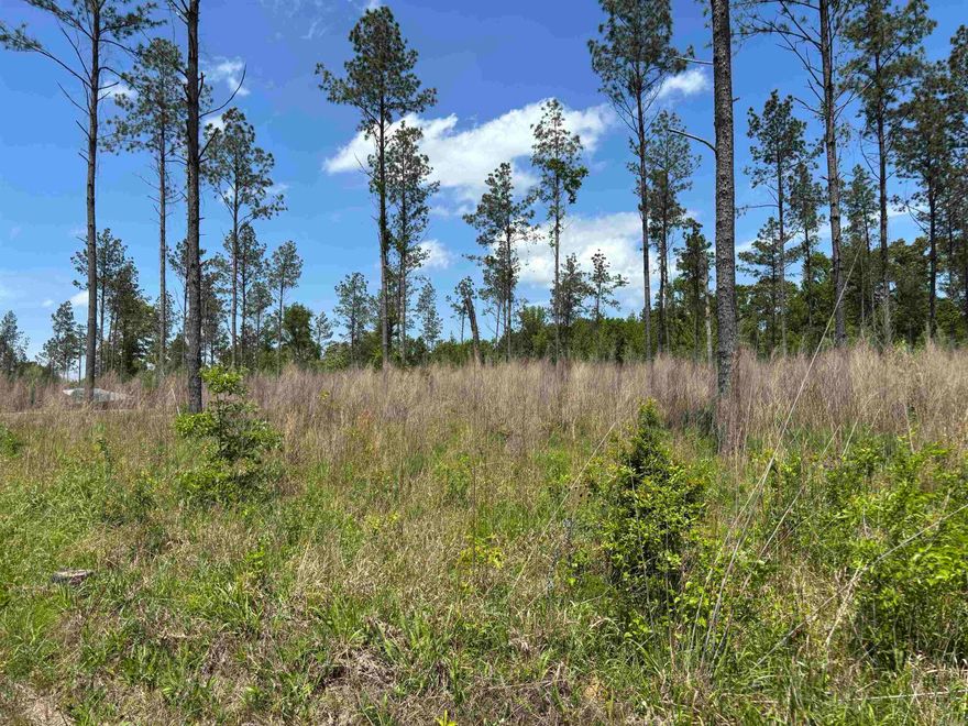 3.55 acres on Grant 433*area of nice homes*priced to sell*great area for your animals and kiddos*barndominiums allowed*deed restrictions, preliminary perc test and survey online*