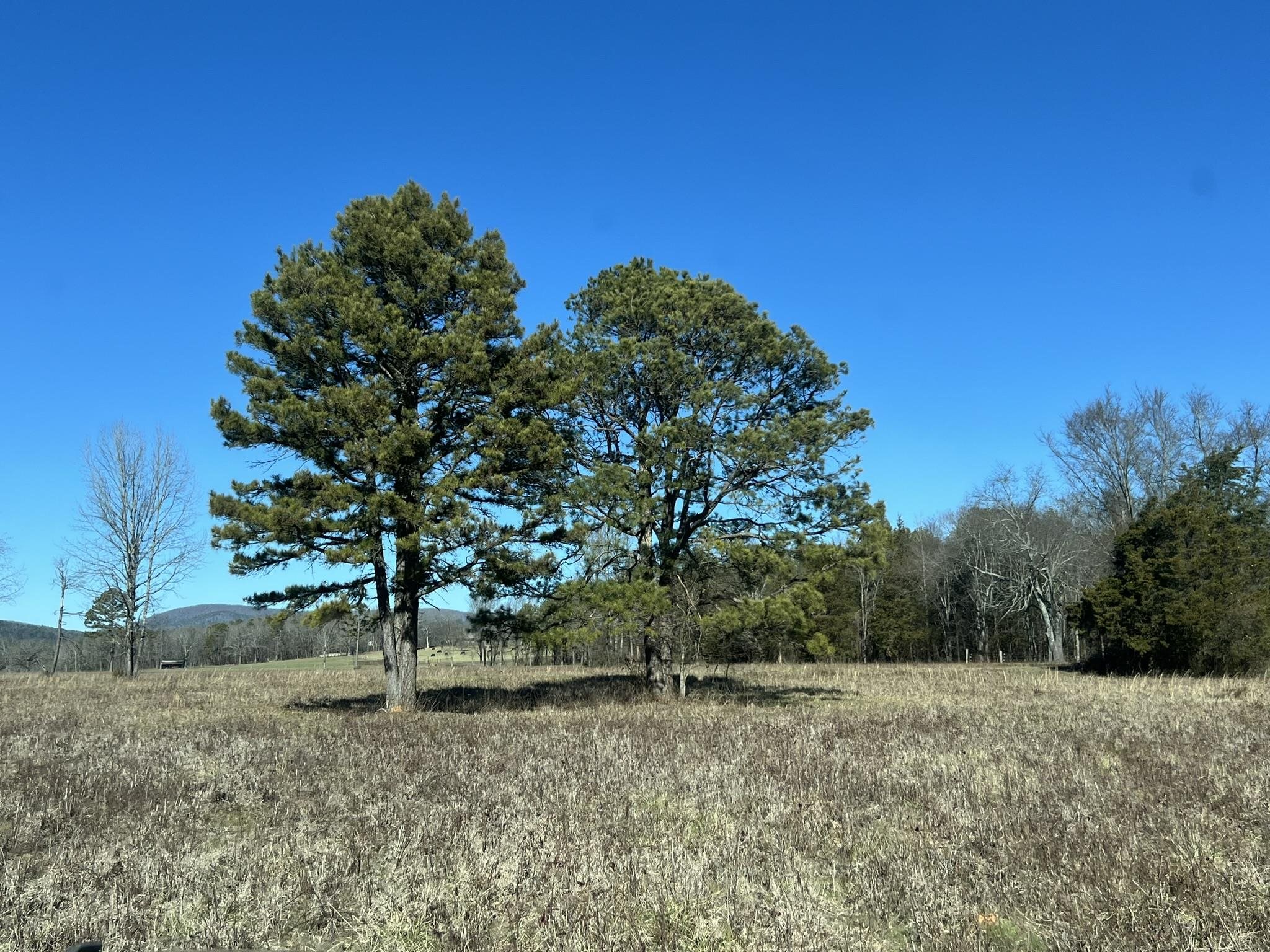 Pine Ridge - Residential