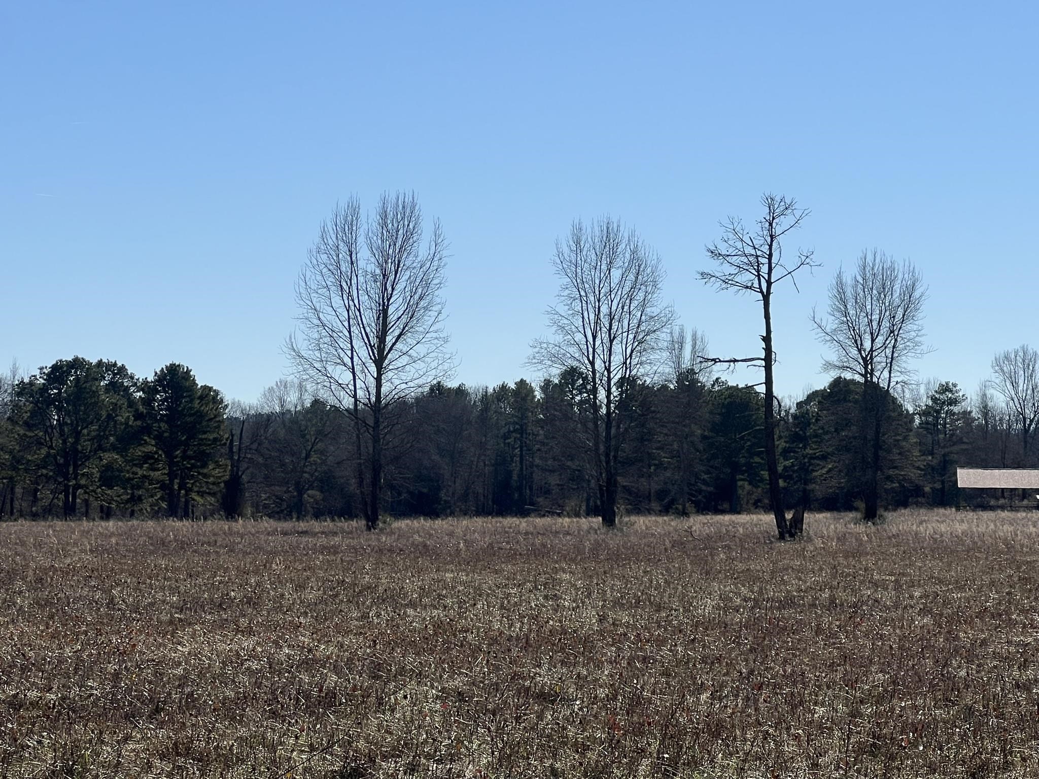 Pine Ridge - Residential