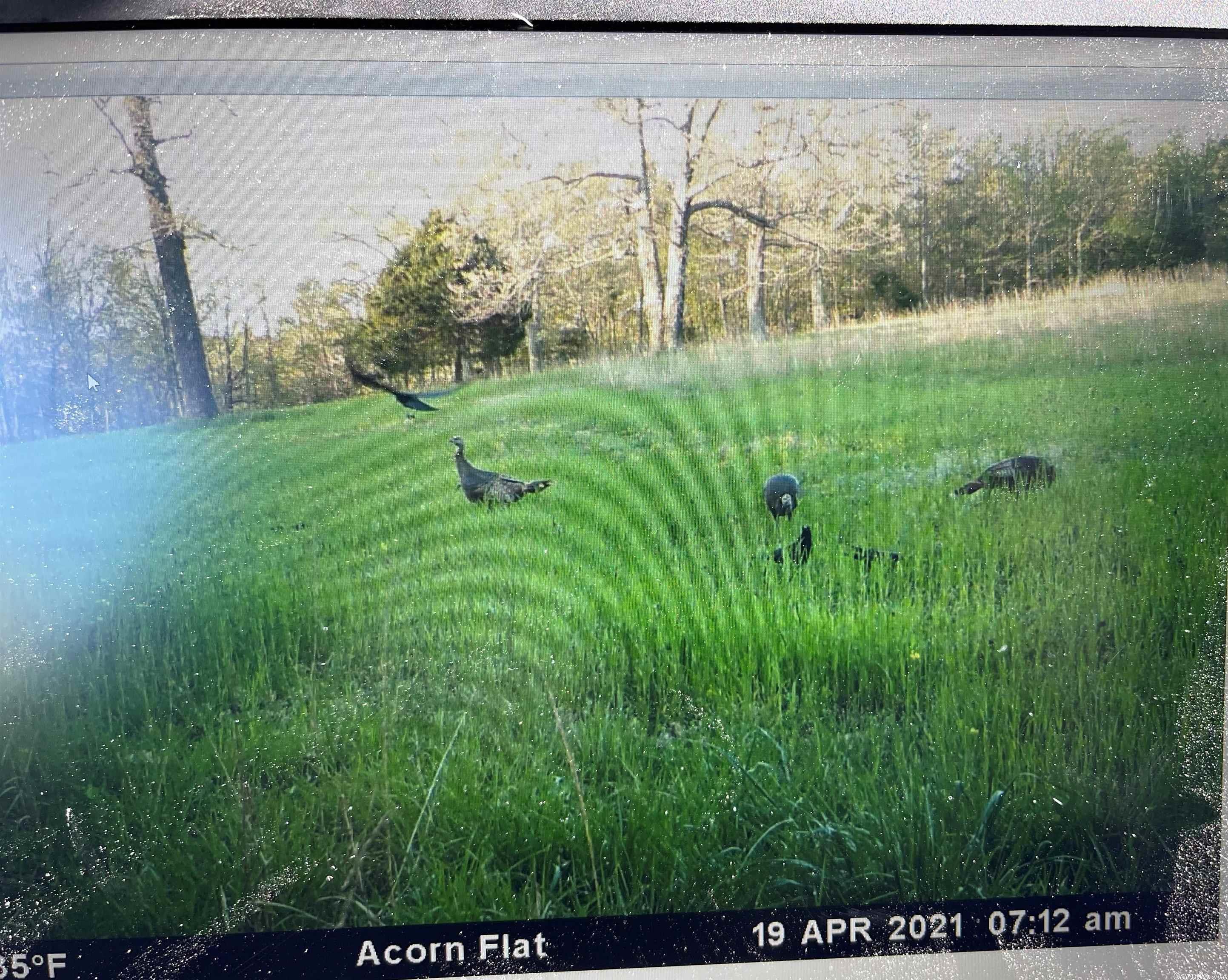 One of the finest hill farms you can hope to find! Just take a look at the pictures and you will see evidence of the abundance of wildlife that this place holds. Deer, bear, and turkeys are all wildlife that call this 492 acres home. Both Copeland and Calico Roads are paved making year-round access a breeze in any vehicle. Both roads also offer Van Buren County Water which is already on site along with Petit Jean electric and fiber internet. The hay is cut, and provides some income, by a gentleman that has always done a good job for the seller so that you don't have to worry about the maintenance of the 155 +/- acres of highly productive pasture. There is also no issue if you choose to run your own cattle on this farm. There are 4 ponds, 4 barns, and one additional outbuilding that would be ideal for a shop or potentially remodeled as a cabin.