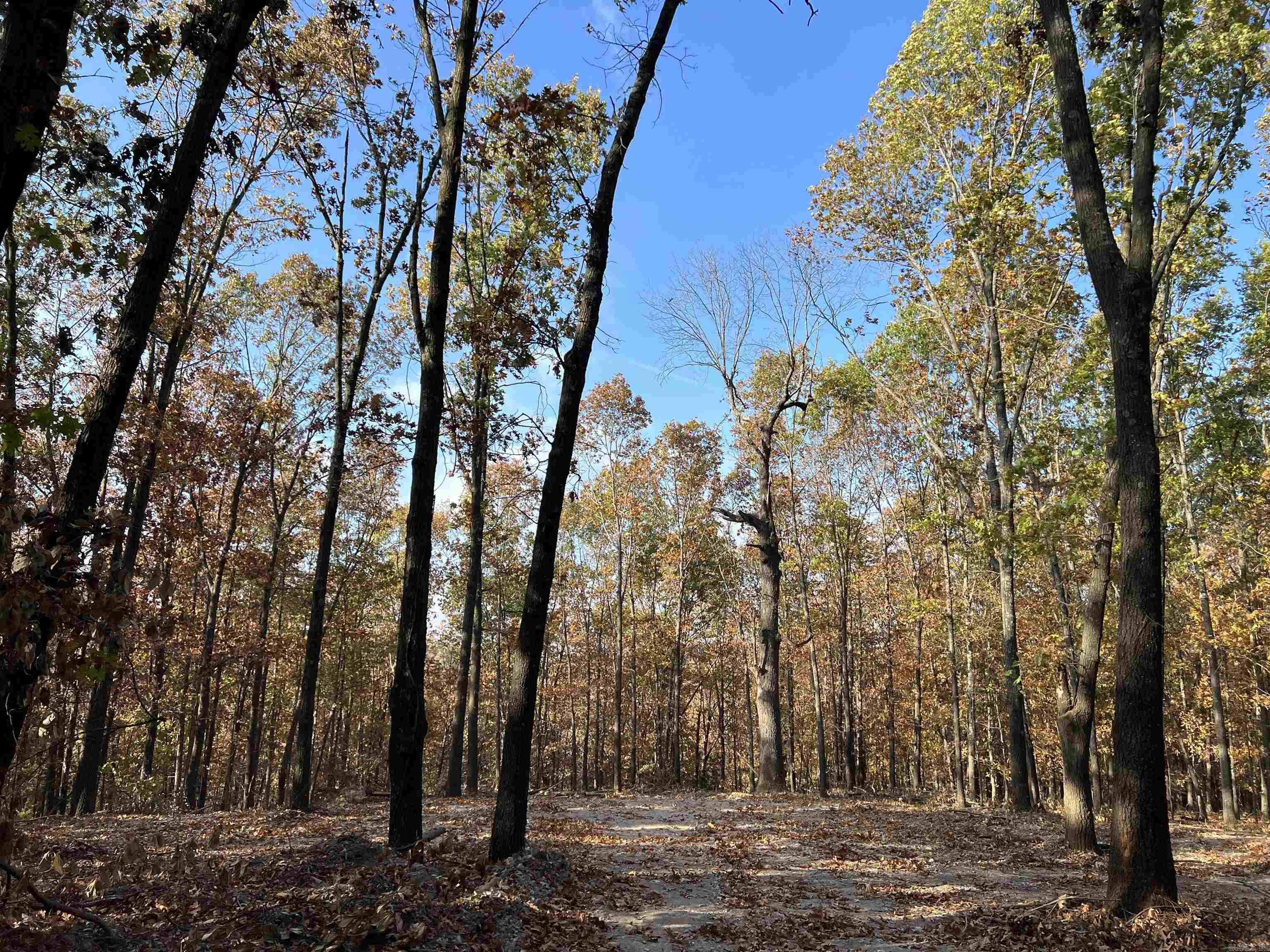 Could have a fantastic Sunset View with some clearing. The property features a level secluded building site with lots of hardwood trees, no property restrictions, and electric is available. Call today to schedule a showing.