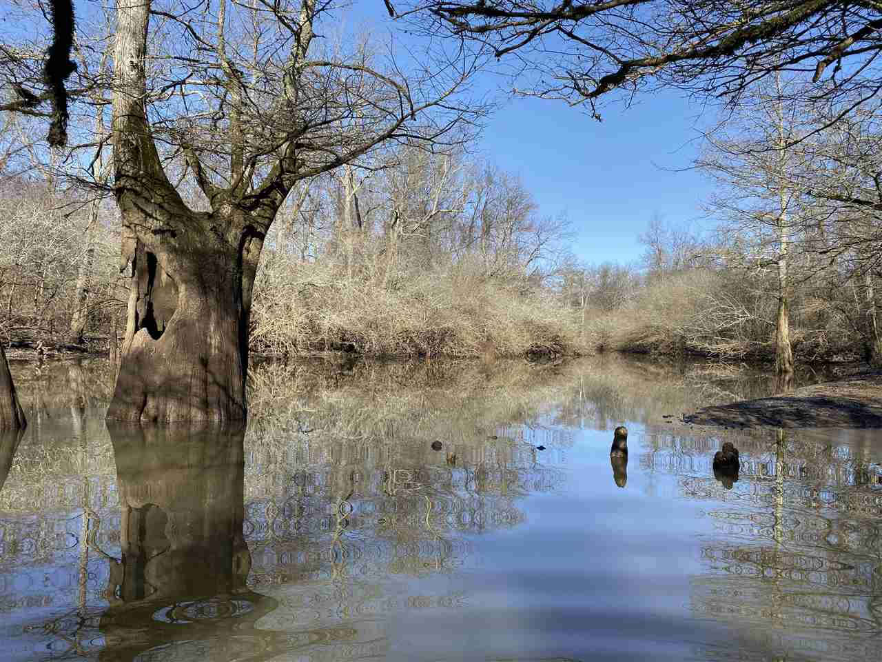 This is an outstanding 320 acre recreational property with good potential for return on your investment with 142 FSA tillable acres, some of which have center pivot irrigation. This property has history of trophy deer, and, with Big Creek running through the western side from the northern border to the southern border, there are waterfowl hunting opportunities as well. This property is in a great location with convenient access just under 30 miles south of I-40 at Palestine.