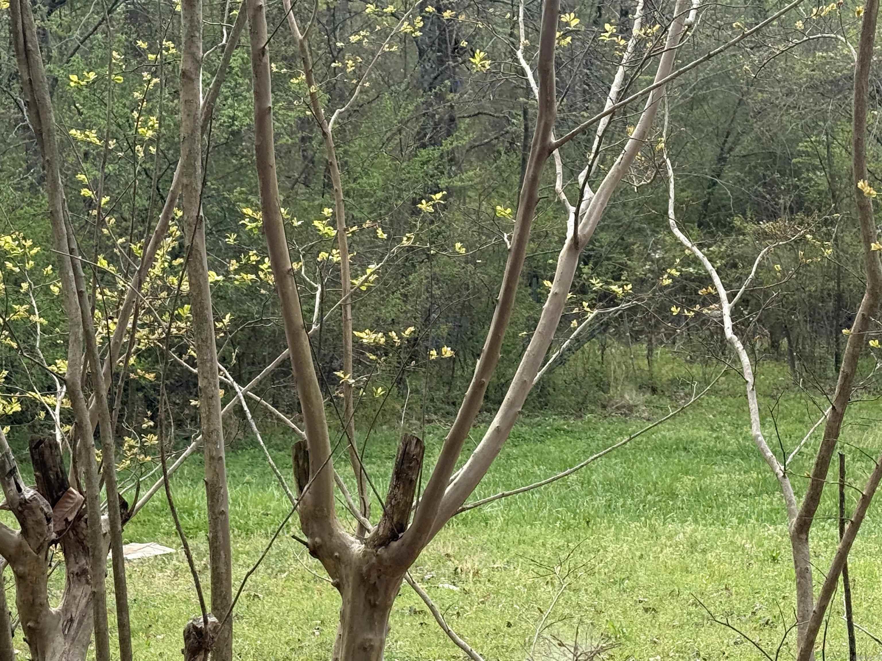 COVE ACREAGE - Residential