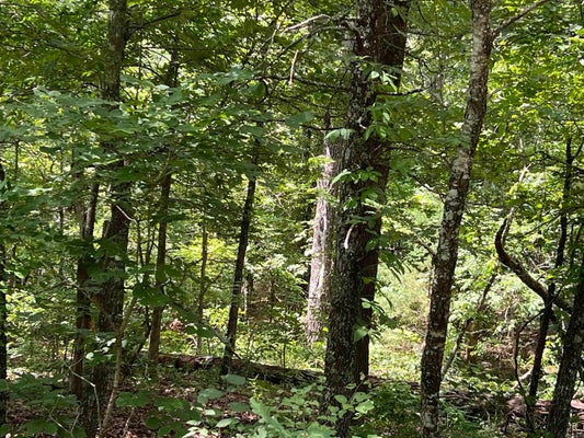RIDGEHAVEN RD, MAMMOTH SPRING, AR 72554 - Image a07d7f98658b5f9a609c6dea3cd9e4b1/4159643389