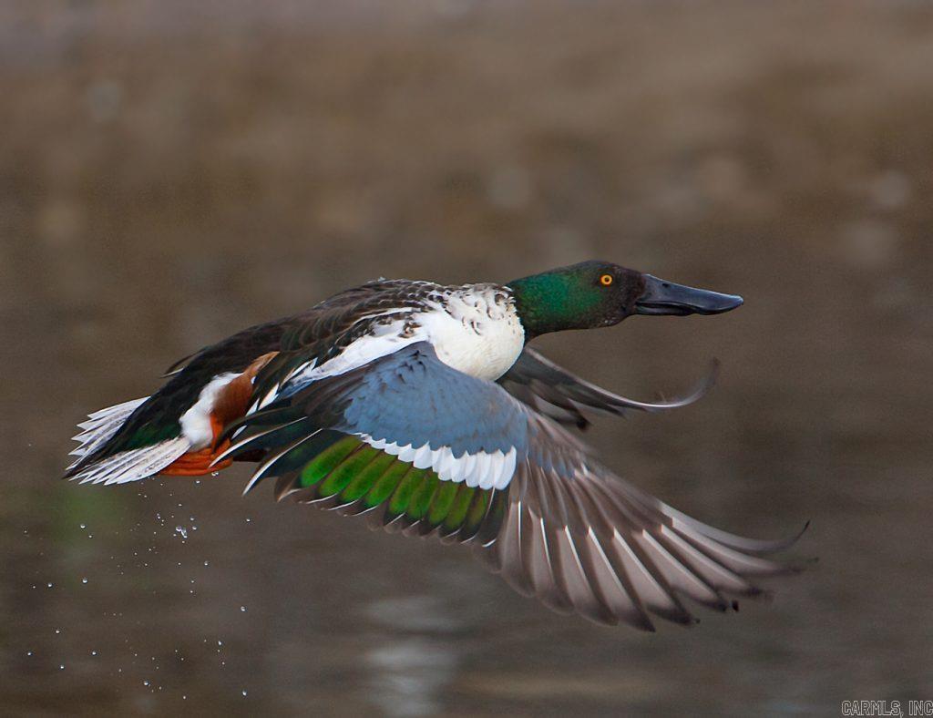 Hibbards - Residential