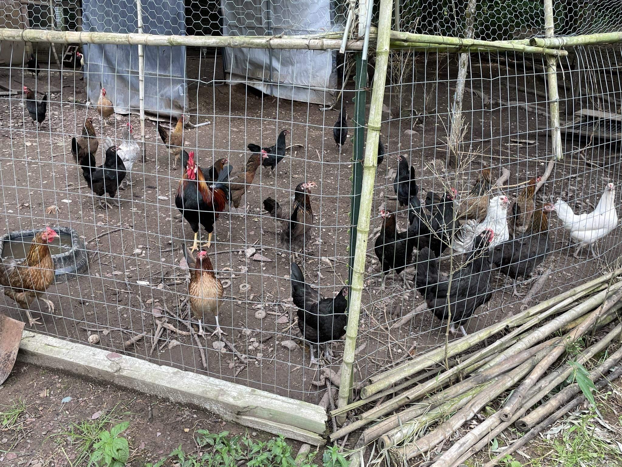 BIG FORK AREA - Residential