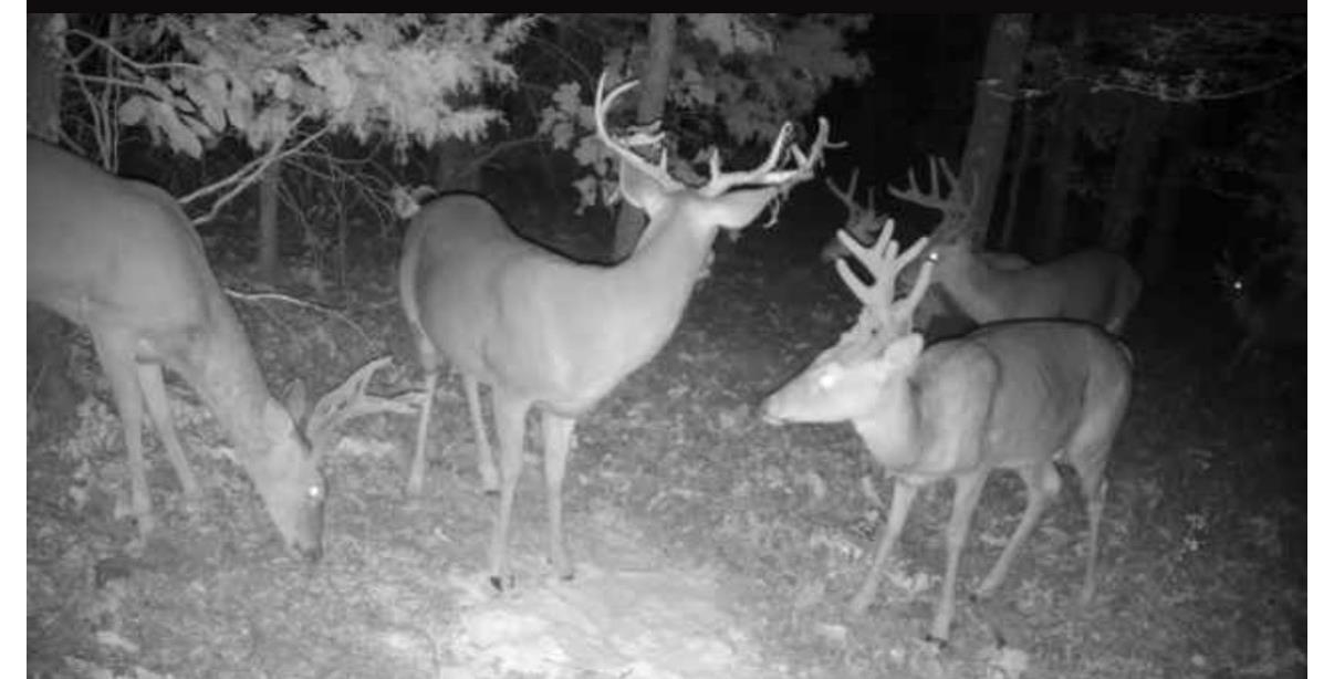 Mountain Ranch Estates - Residential