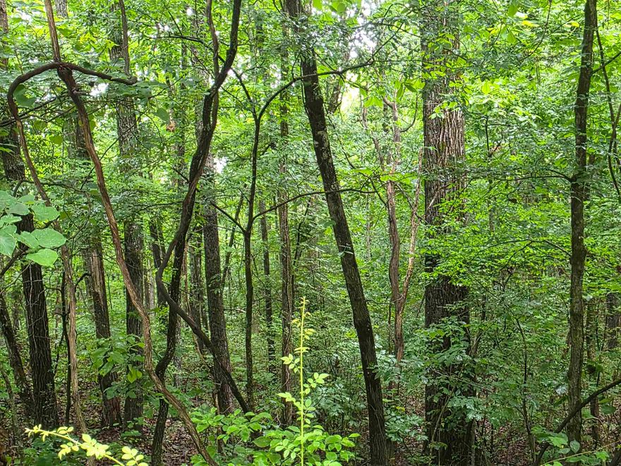 Wonderful and wooded lot close to the front of Cherokee Village. Secluded and away from it all. But close to a main road for quick exits from the Village for shopping, dining and entertainment. Buy this lot and pick your spot to build your dream home or just a getaway cabin. Otter Creek runs just across the back of the property, and a wet weather creek is just to the right property line. With ownership of this lot you will have access to all the amenities of Cherokee Village such as the 7 lakes and Two 18-hole golf courses also the Thunderbird Center and swimming pool, mini golf, parks, hiking trails and don't forget about the beautiful Southfork River for fishing, kayaking or just floating down to wet your toes. This is a wonderful lot to purchase and plan for your future home. Call to purchase this one. Owner Financing is possible, with agreeable terms.
