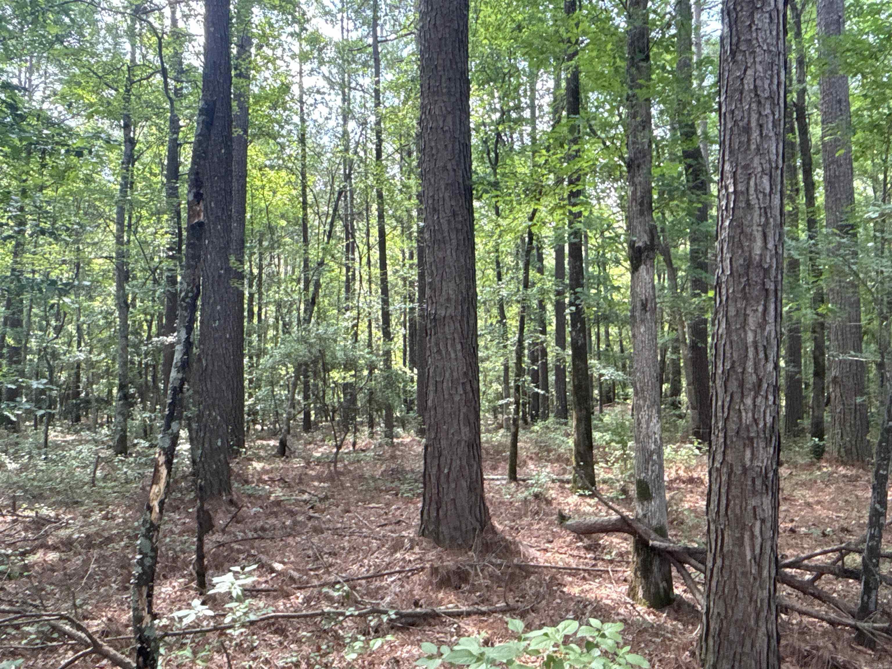 The ‘South Rosston East 371 Tract’ (#03019-004080) is a ±30-acre tract located in the south-central part of Nevada County about 2-½ miles south of Rosston. Looking for a great timberland and hunting investment? Look no further as this may be it! This property has great access via US Highway 371, which serves as the west boundary. The property has a mixture of mature pine and hardwood that not only is great deer and turkey habitat but also provides immediate income potential! A timber inventory is available upon request. Acreage is GIS estimated. Want more?!...This property is part of a larger 99-acre tract that includes a house! See CARMLS# 25022665