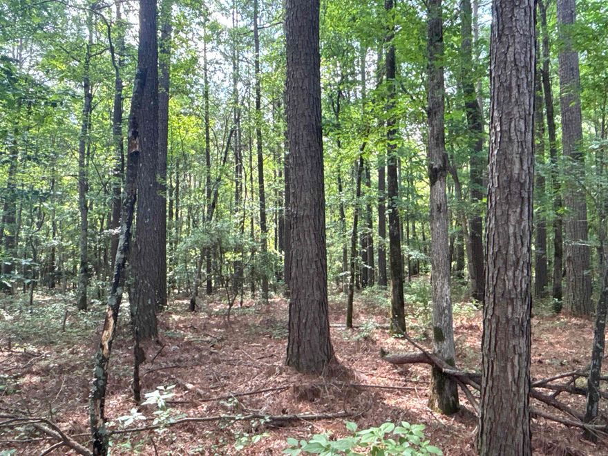 The ‘South Rosston East 371 Tract’ (#03019-004080) is a ±30-acre tract located in the south-central part of Nevada County about 2-½ miles south of Rosston.    Looking for a great timberland and hunting investment?  Look no further as this may be it!  This property has great access via US Highway 371, which serves as the west boundary.  The property has a mixture of mature pine and hardwood that not only is great deer and turkey habitat but also provides immediate income potential!  A timber inventory is available upon request.  Acreage is GIS estimated.  Want more?!...This property is part of a larger 99-acre tract that includes a house!  See CARMLS# 25022665